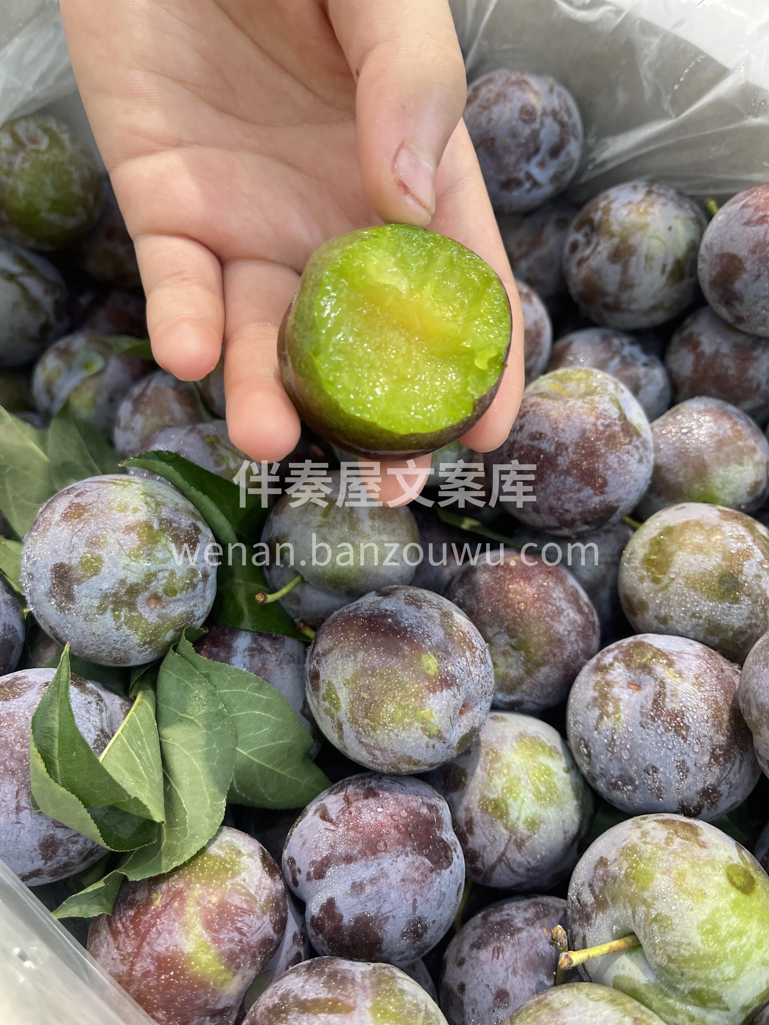 青红脆李🎉 半青半红，甜多酸少，爽脆多汁 配图2