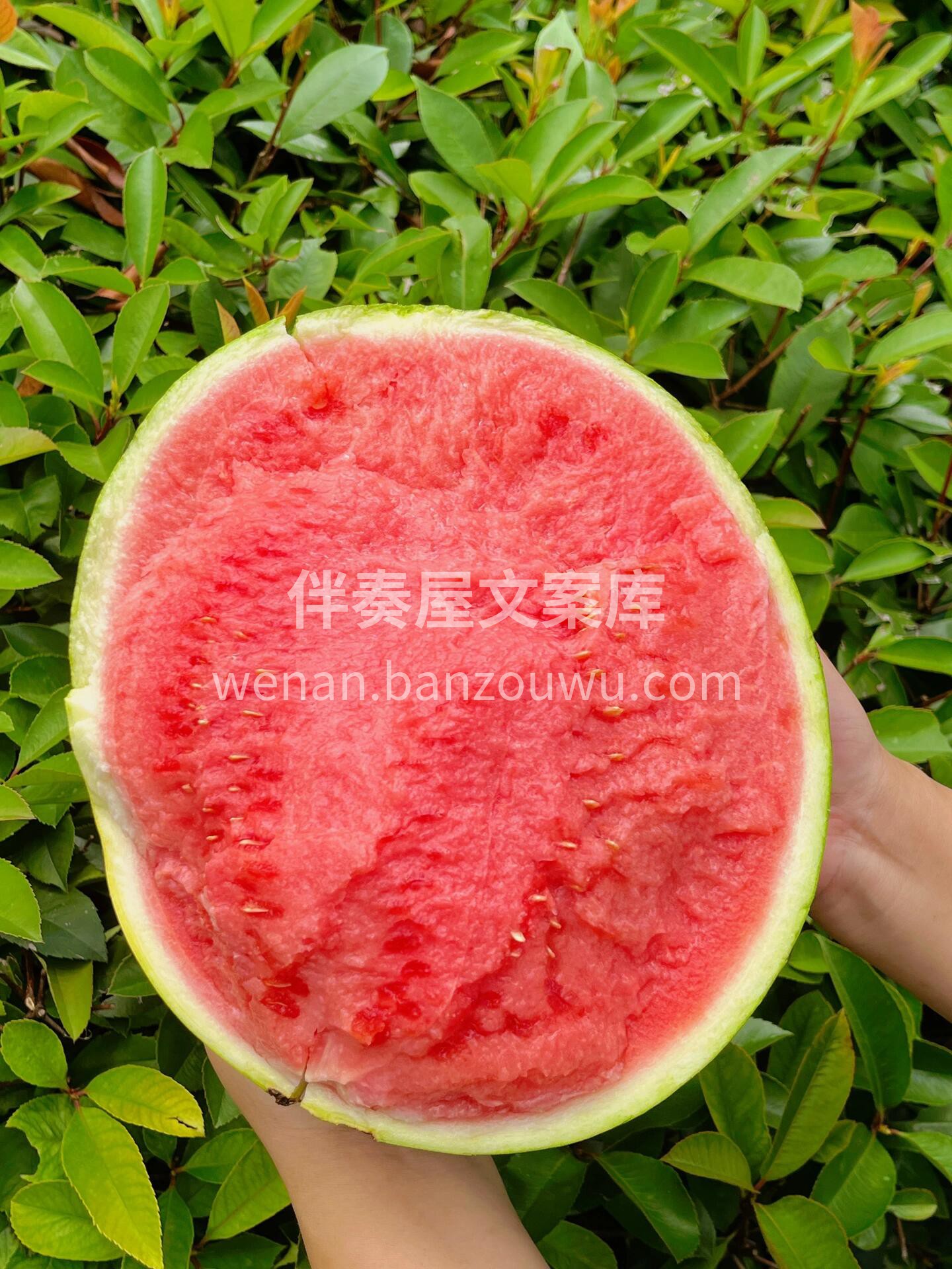 今天的天气可以配个西瓜🍉77咯！ 直逼夏 配图2