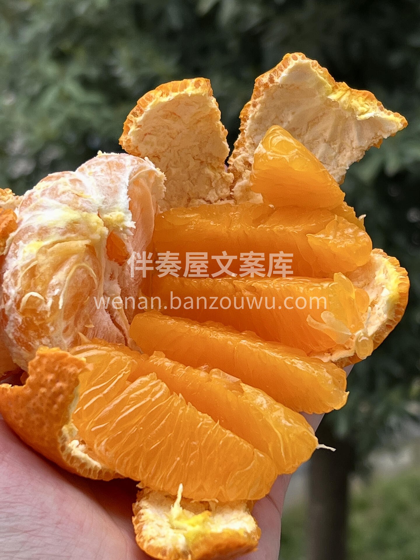 🍊高糖分，低热量💯 果皮易剥，果肉多汁💦 配图3