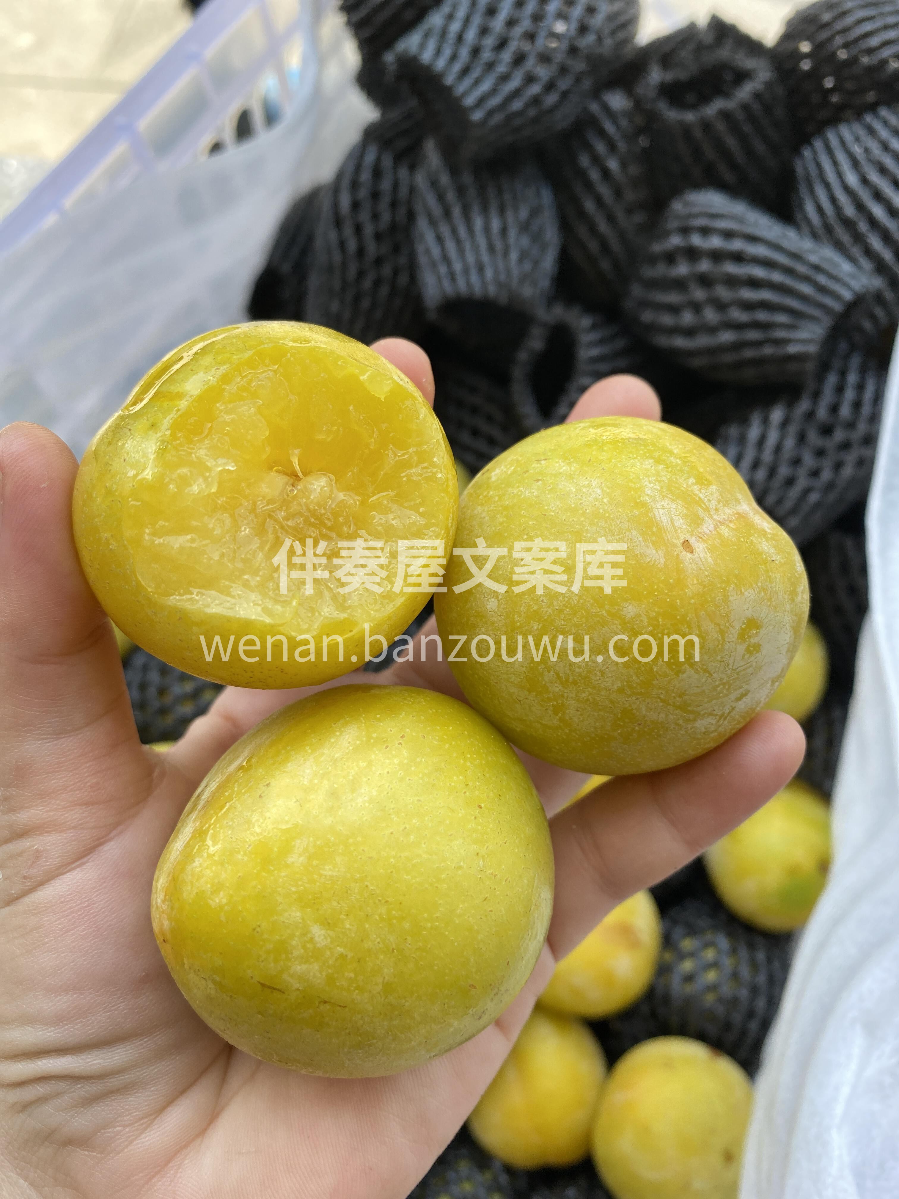 有一种李子，叫做【黄金奈李】💛 有一种清 配图3