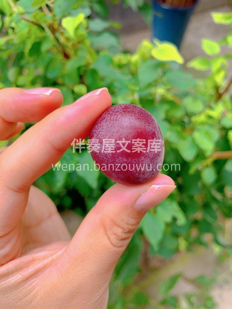 👉颜值、个头、口感、香味、甜度各方面来说 配图1