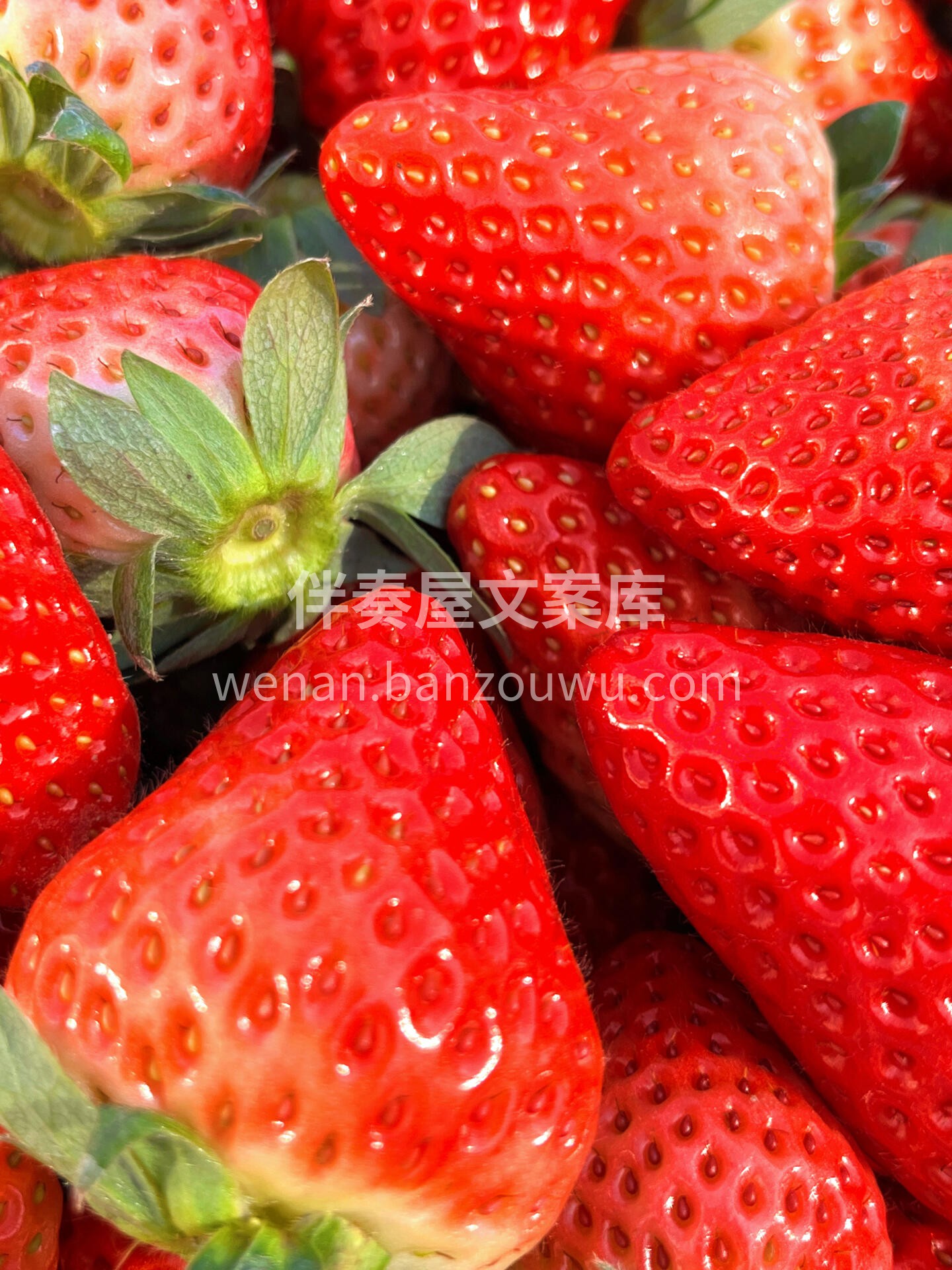 🔆阳光正好 来约草莓🍓吧 晒着太阳🌞 补 配图1