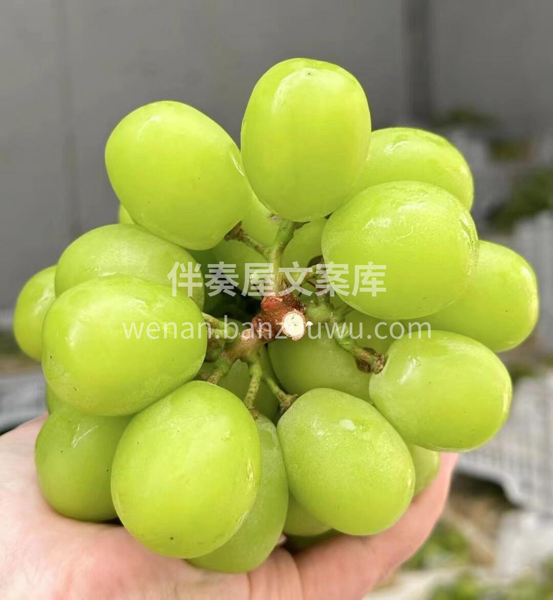 作为一个资深葡萄终结者，如果你要问掌柜哪 配图1