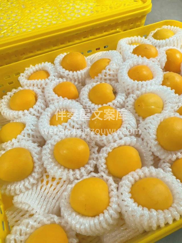 超甜新疆小白杏💛～ 肉肉厚，汁水足‼️那 配图3