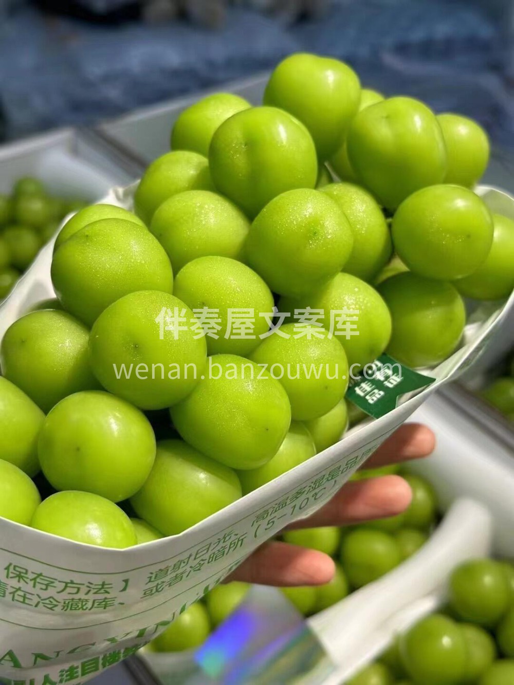 葡萄中的“C位”-晴王葡萄🍇 楼铁源不是 配图3