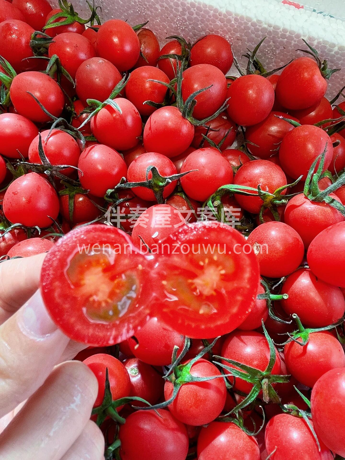 千禧🌿小番茄🍅 爆浆快感，吃过都称赞哦~ 配图1
