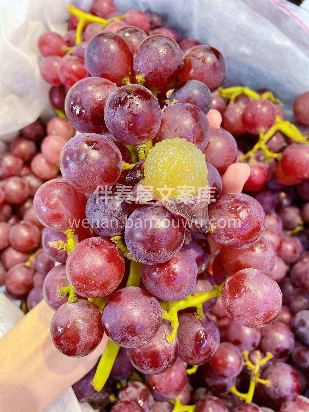 🍇独有的葡萄香气，就是小时候的葡萄味道😍 配图1