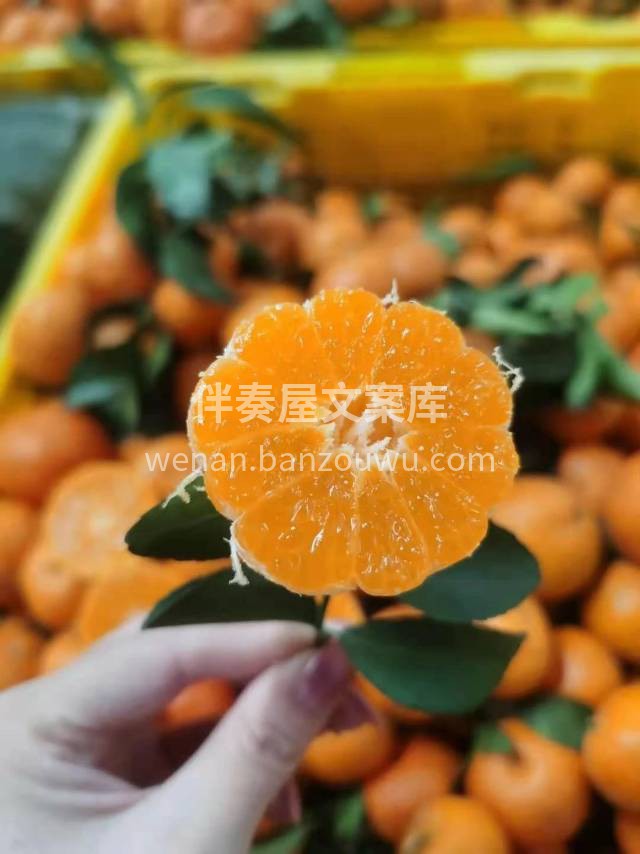 🍊广西砂糖橘 沙糖橘果实大小均匀，适中🔥 配图2