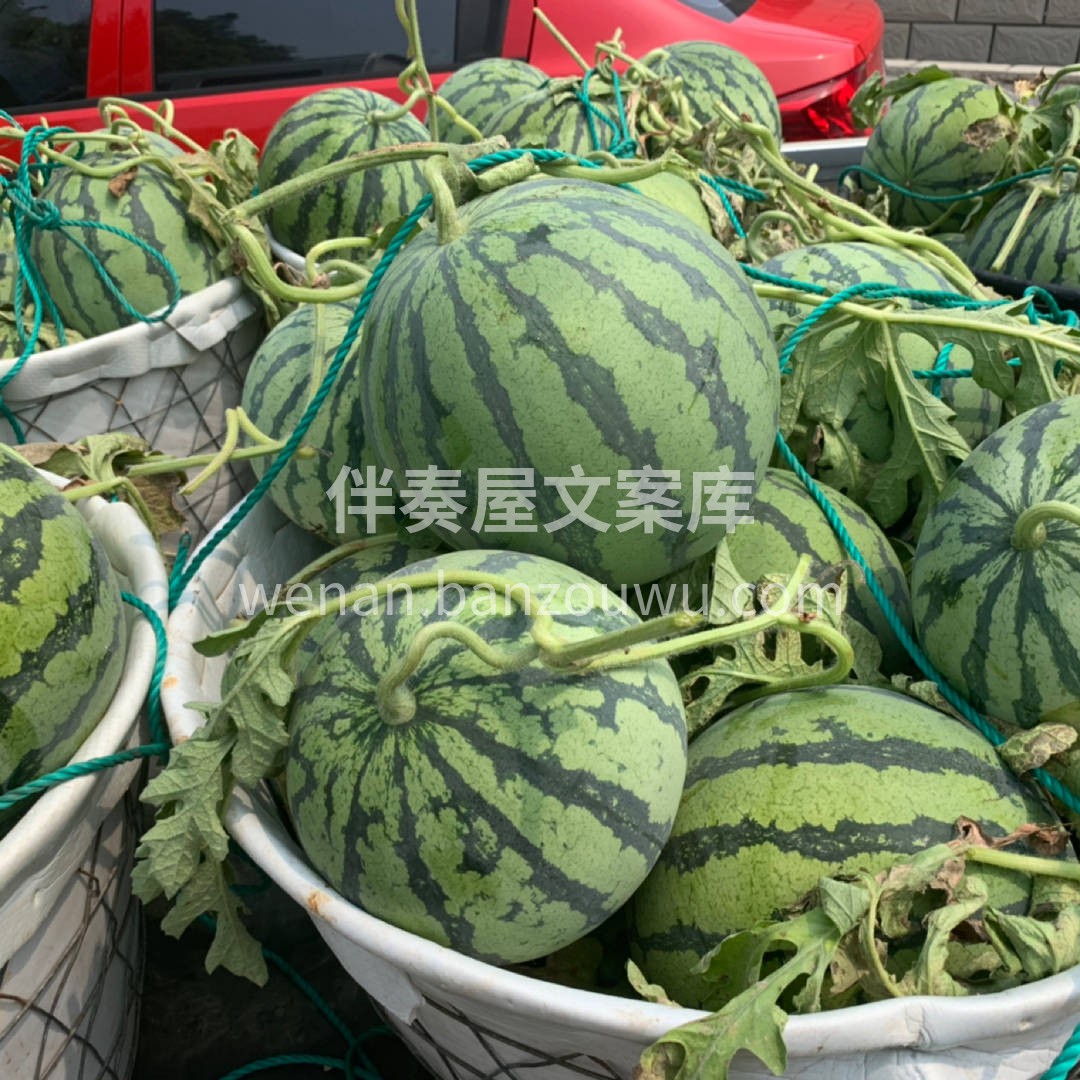 🌟最新到货🌟 8424西瓜🍉 翠绿带纹， 配图2