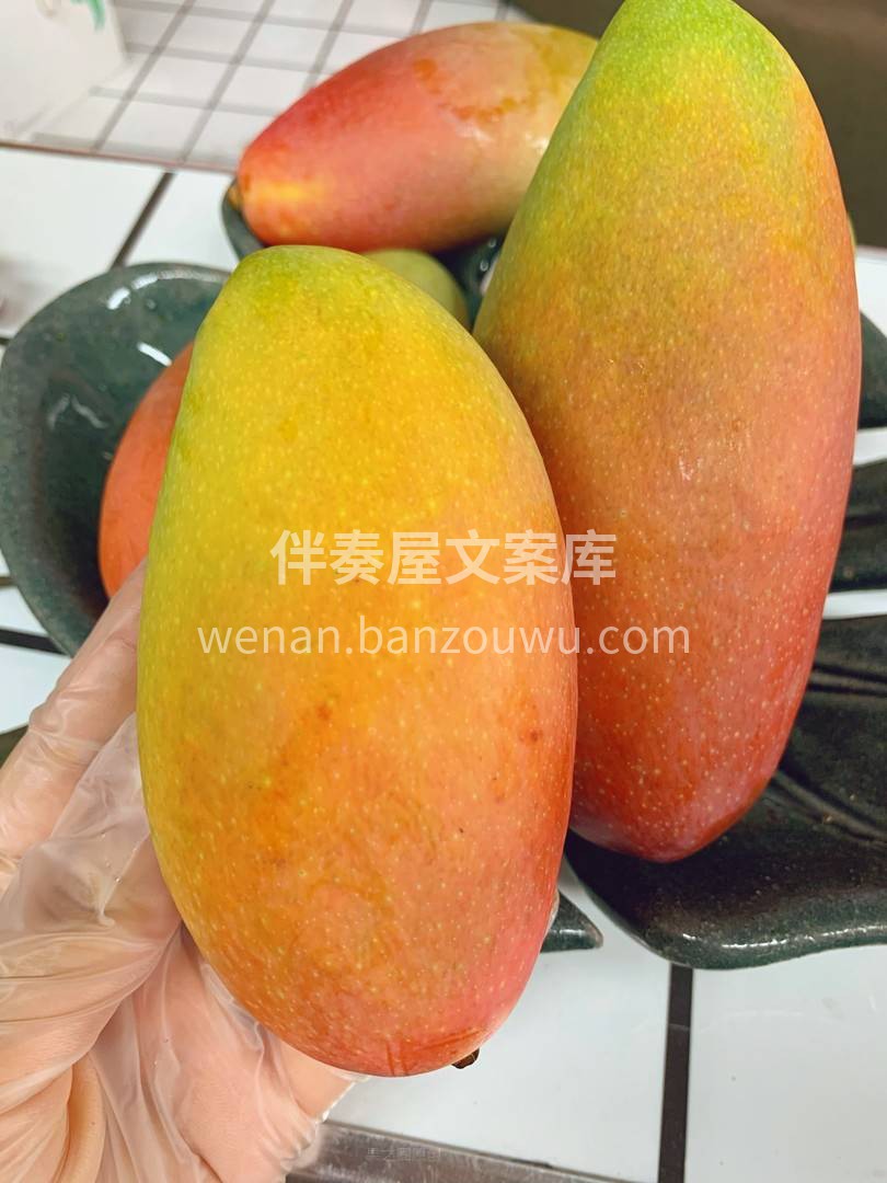 不食贵妃芒，怎知贵妃美? ——树上熟贵妃 配图3