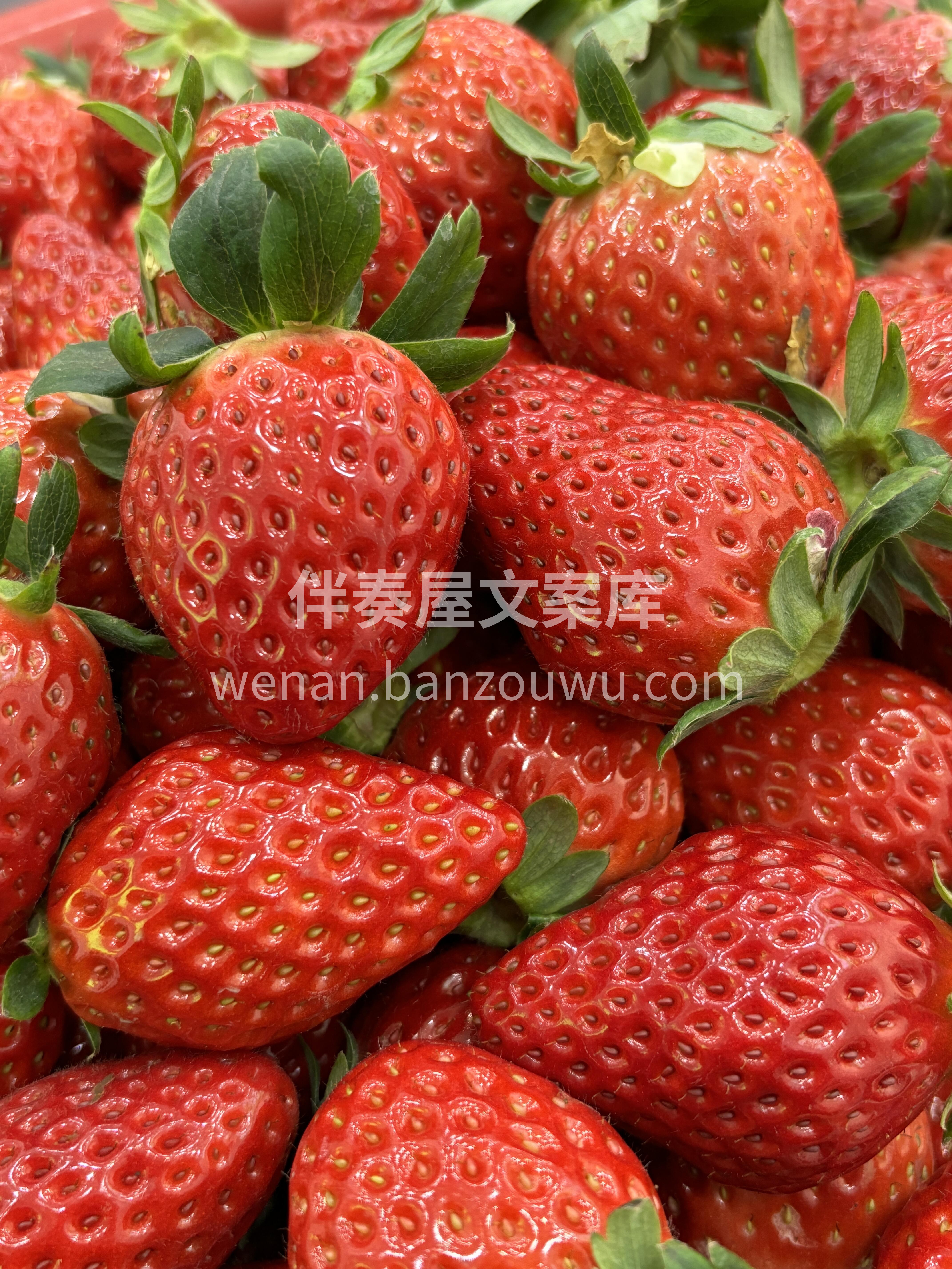 冬天的快乐🙂 丹东红颜草莓🍓 每日新鲜到 配图2