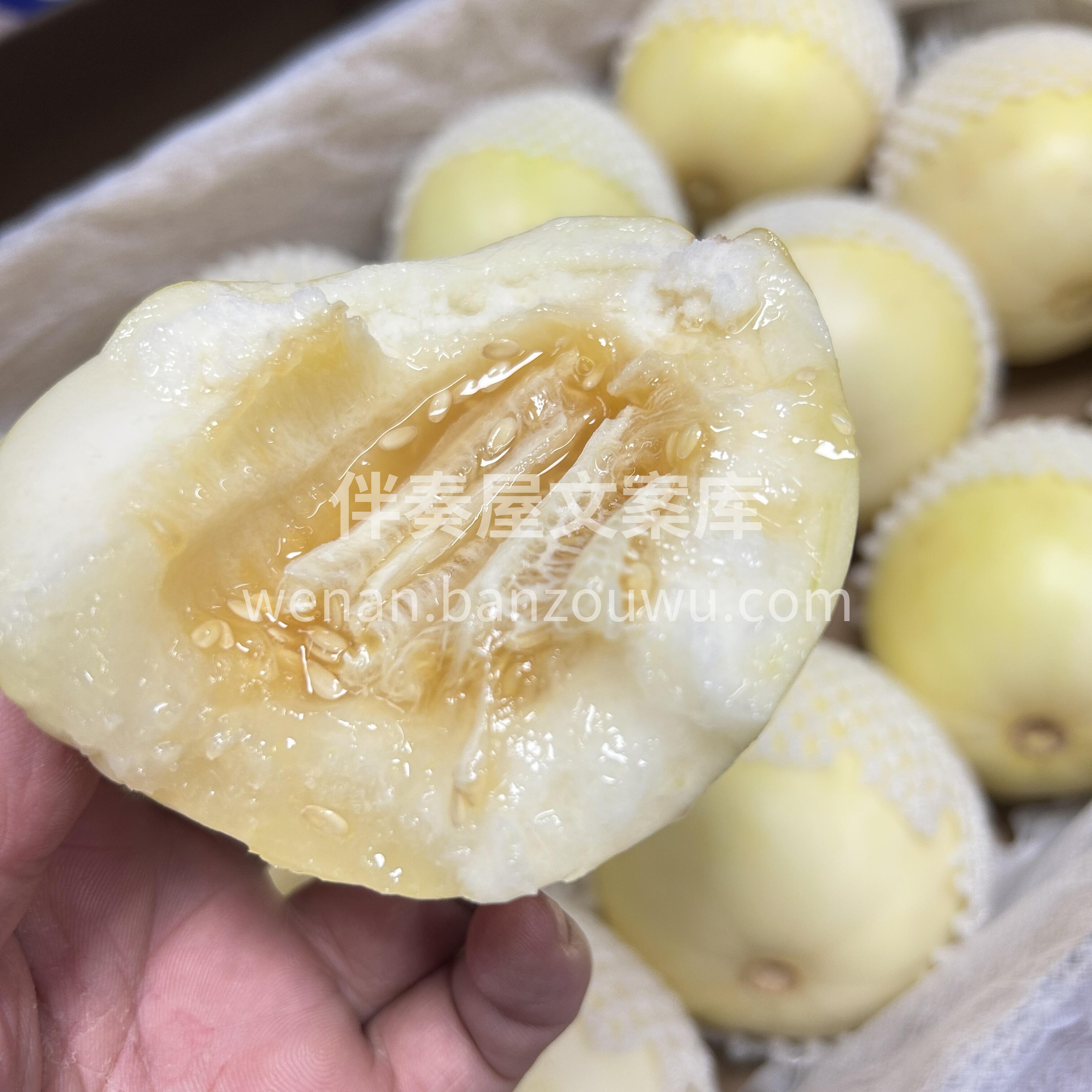 🍈白糖罐香瓜 早春香瓜中最早报道的一个品 配图1