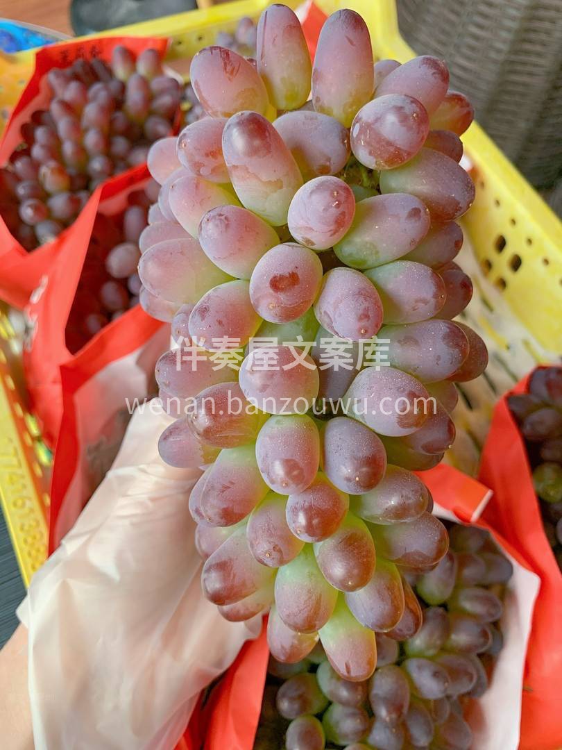 🍃拥有馥郁花香的郁金香葡萄🍇 甜美可人儿 配图2