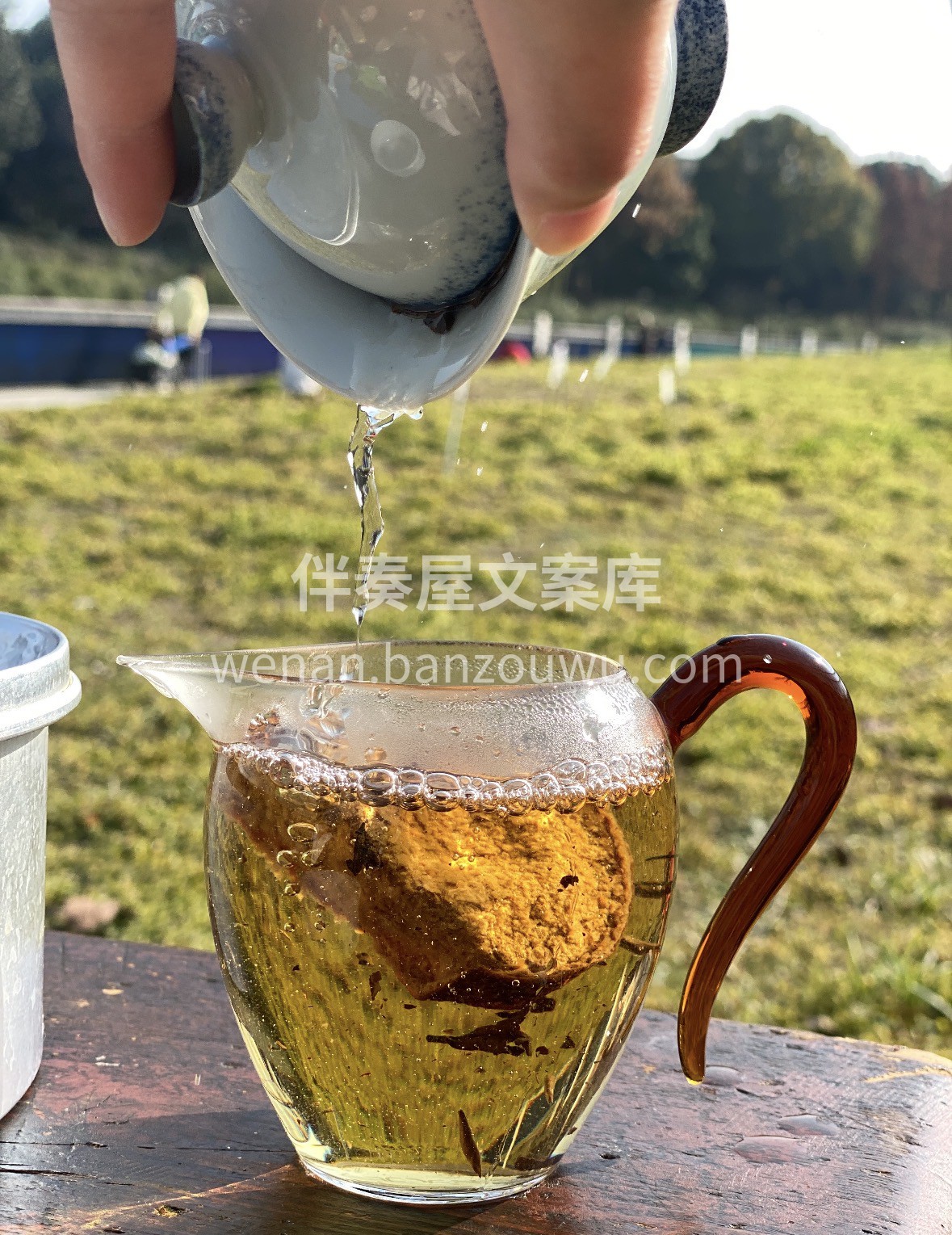 【陈皮白茶·轻养雅韵】 甄选福鼎高山生态 配图3