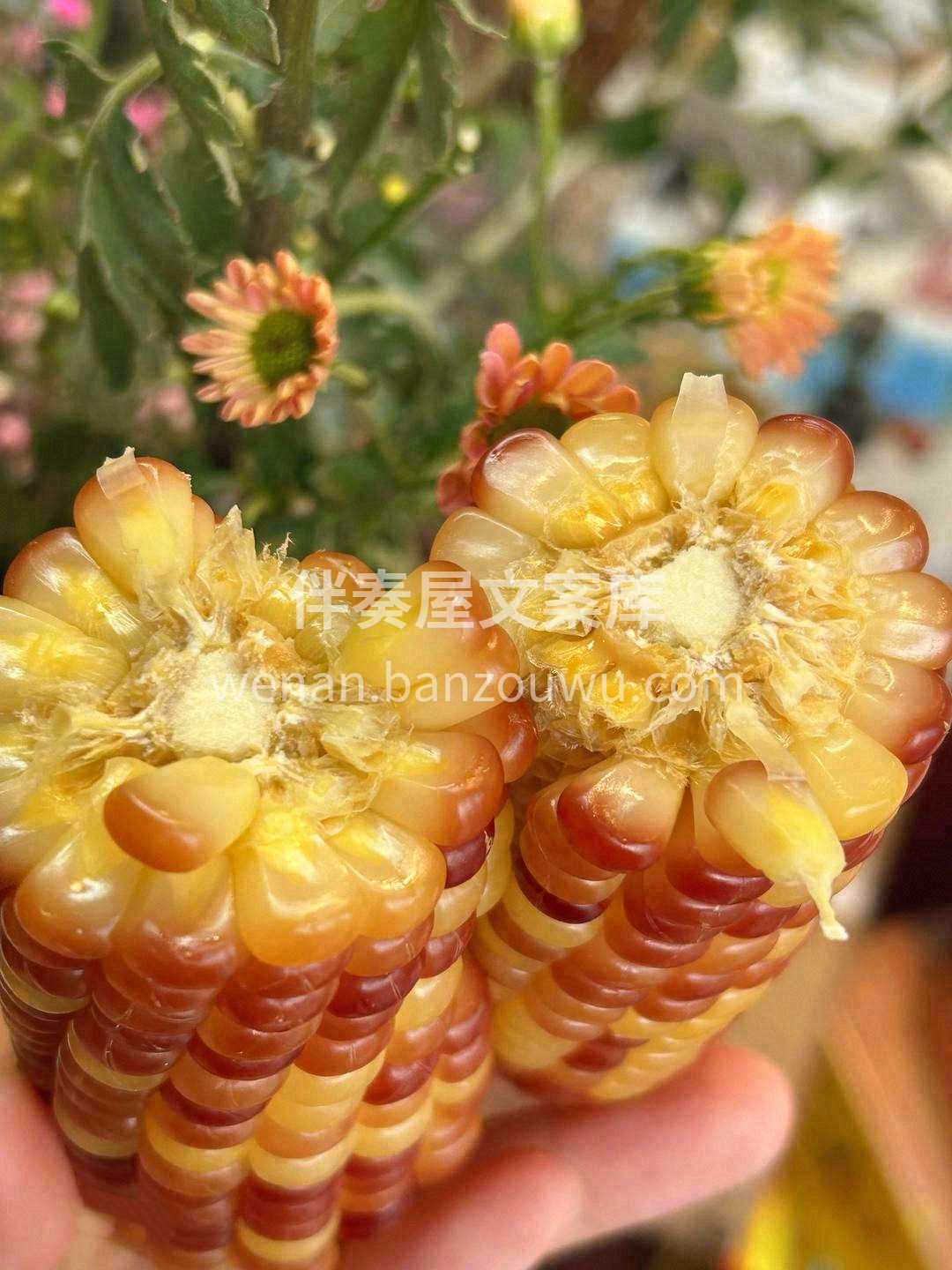 🌿扑面而来得玉米清香 一口咬下去，丝丝甜 配图2