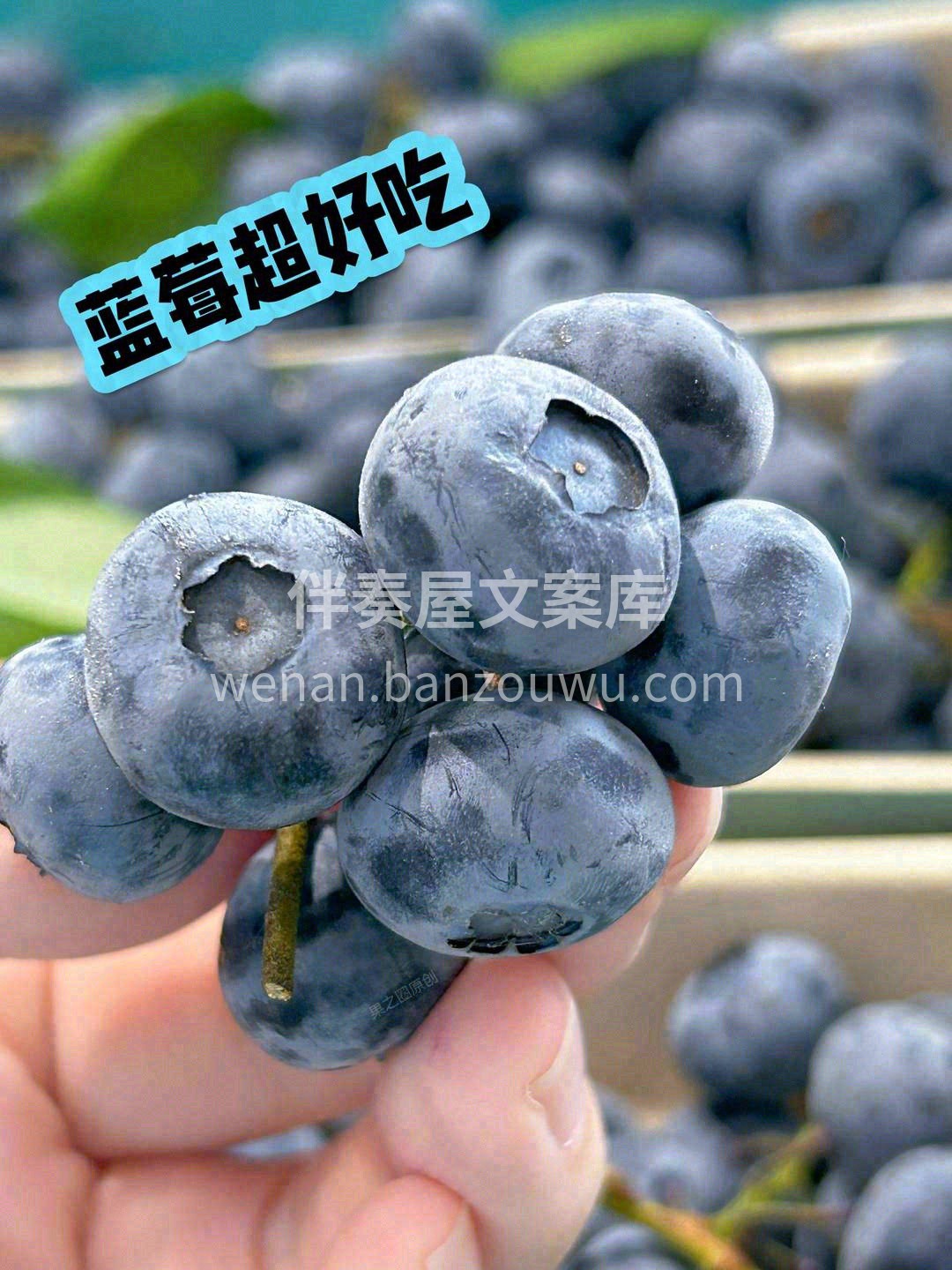 🌳大自然用绿枝锁住这抹深邃的蓝💧 每颗果 配图1
