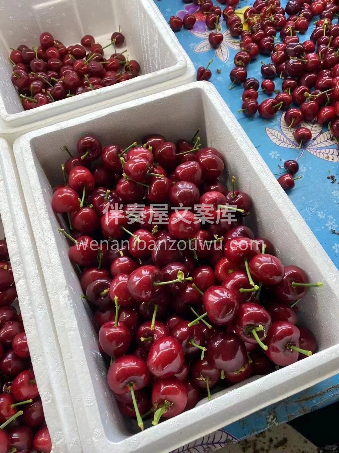 🥰爱吃水果的人运气都不会差 美早大樱桃‼ 配图3