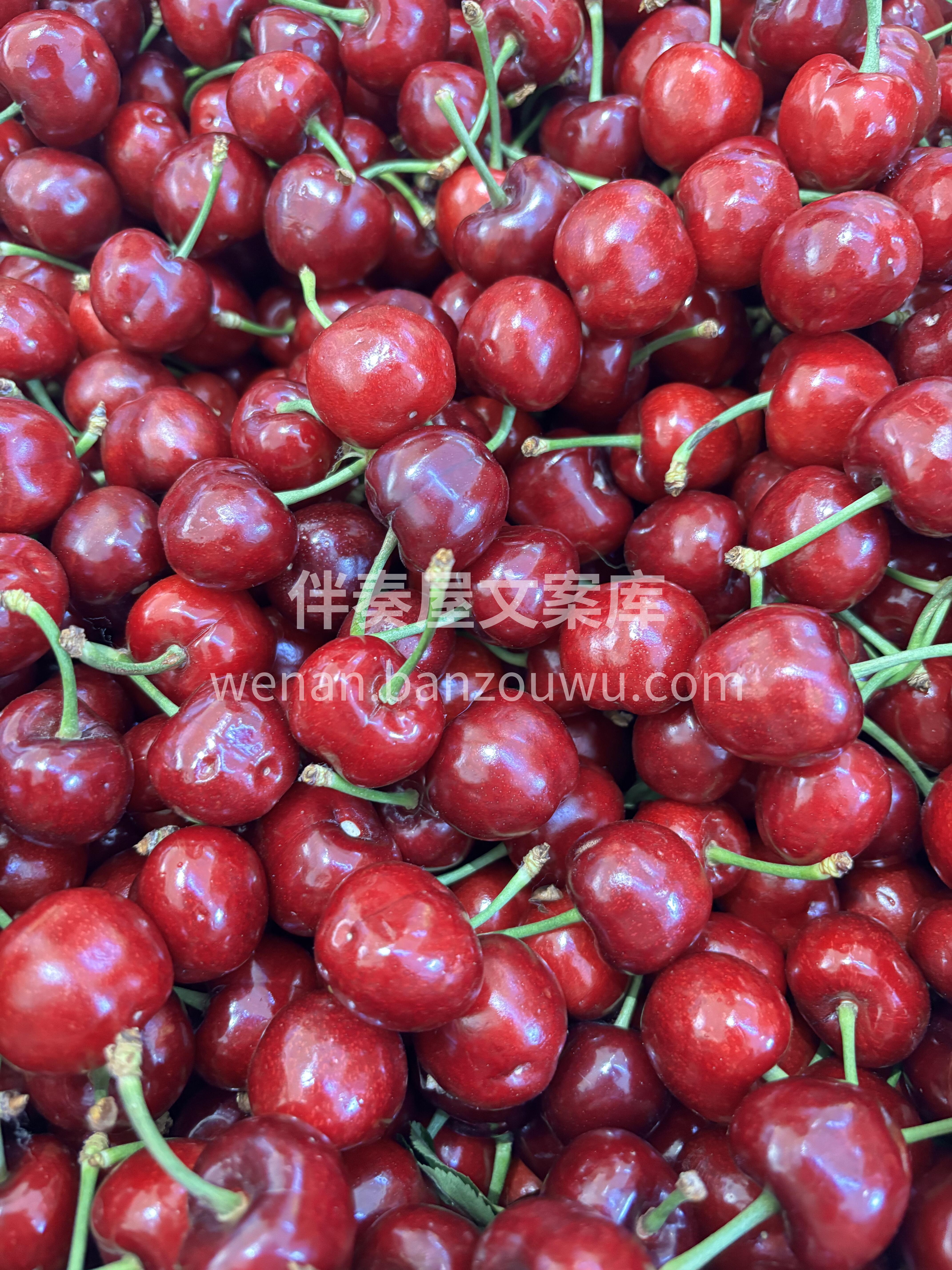 美早樱桃🍒，不负时光，不负年华💗 春季里 配图3