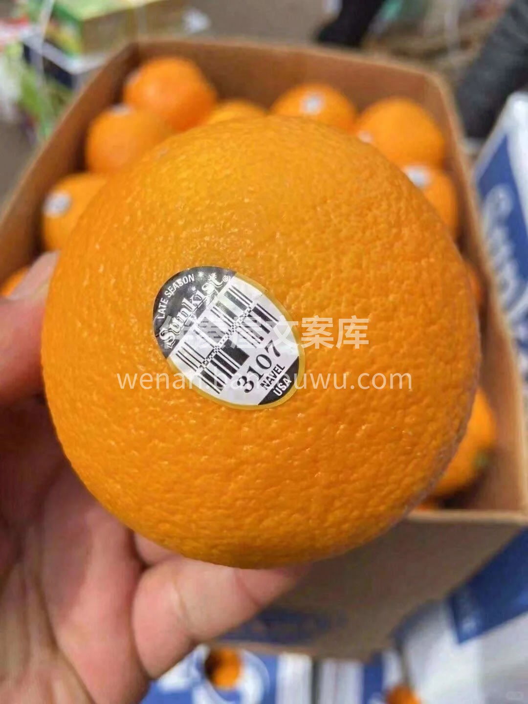 【正宗美国新奇士3107黑标橙】 🍊！橙 配图2