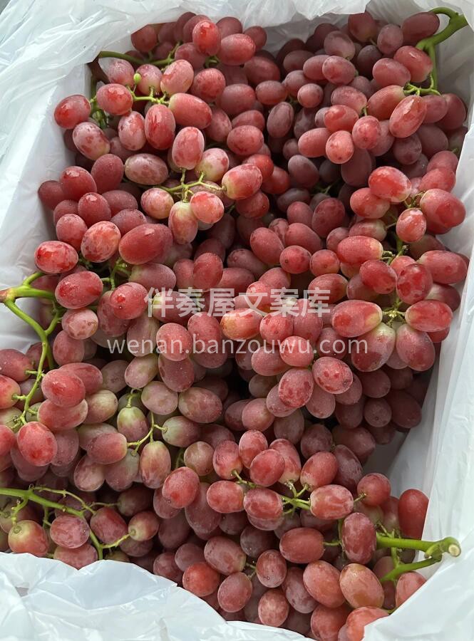 一个字，靓😍 🍇无籽红提新鲜到货🔥，当季 配图2