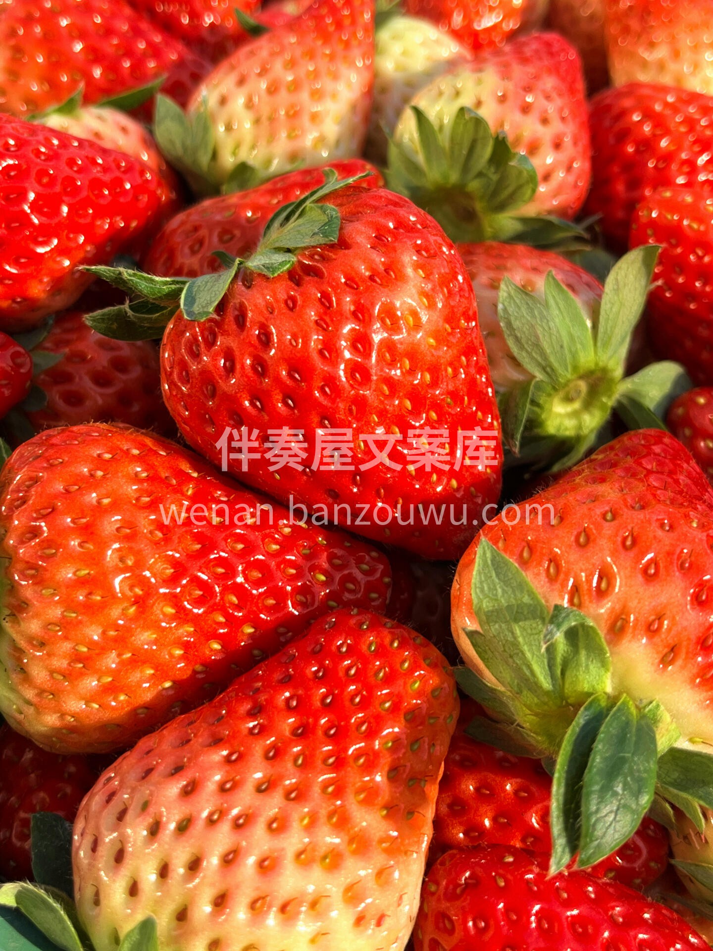 🔆阳光正好 来约草莓🍓吧 晒着太阳🌞 补 配图3