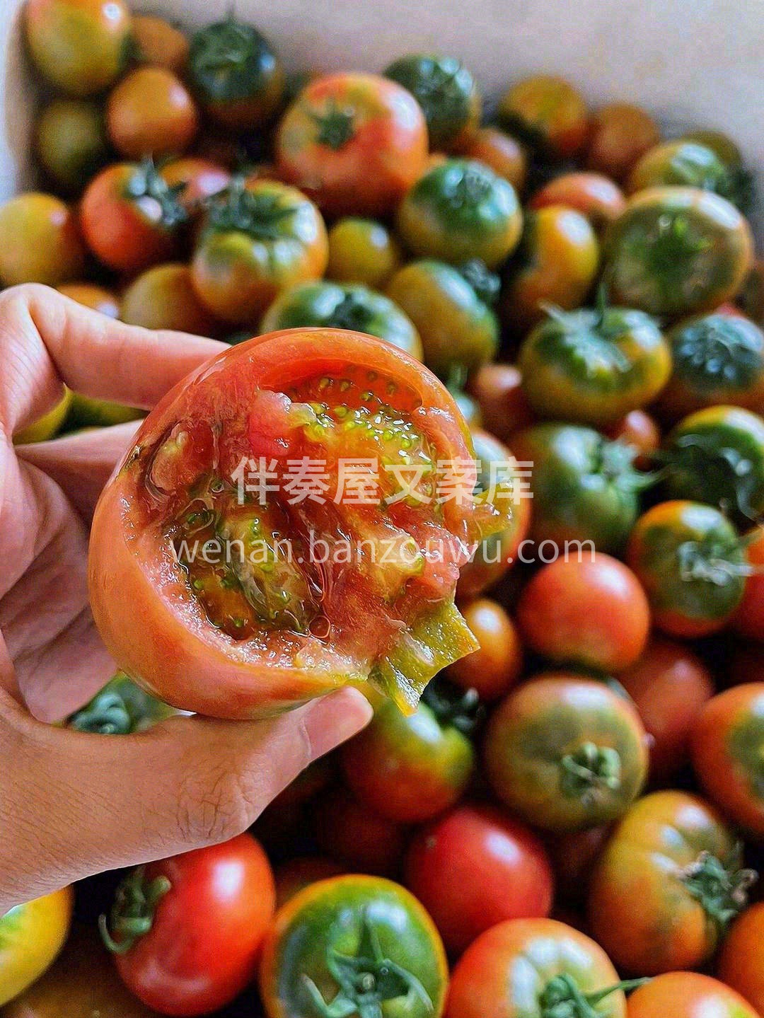 ✨小小一颗草莓柿子，都是满盈的汁水💦 不 配图1