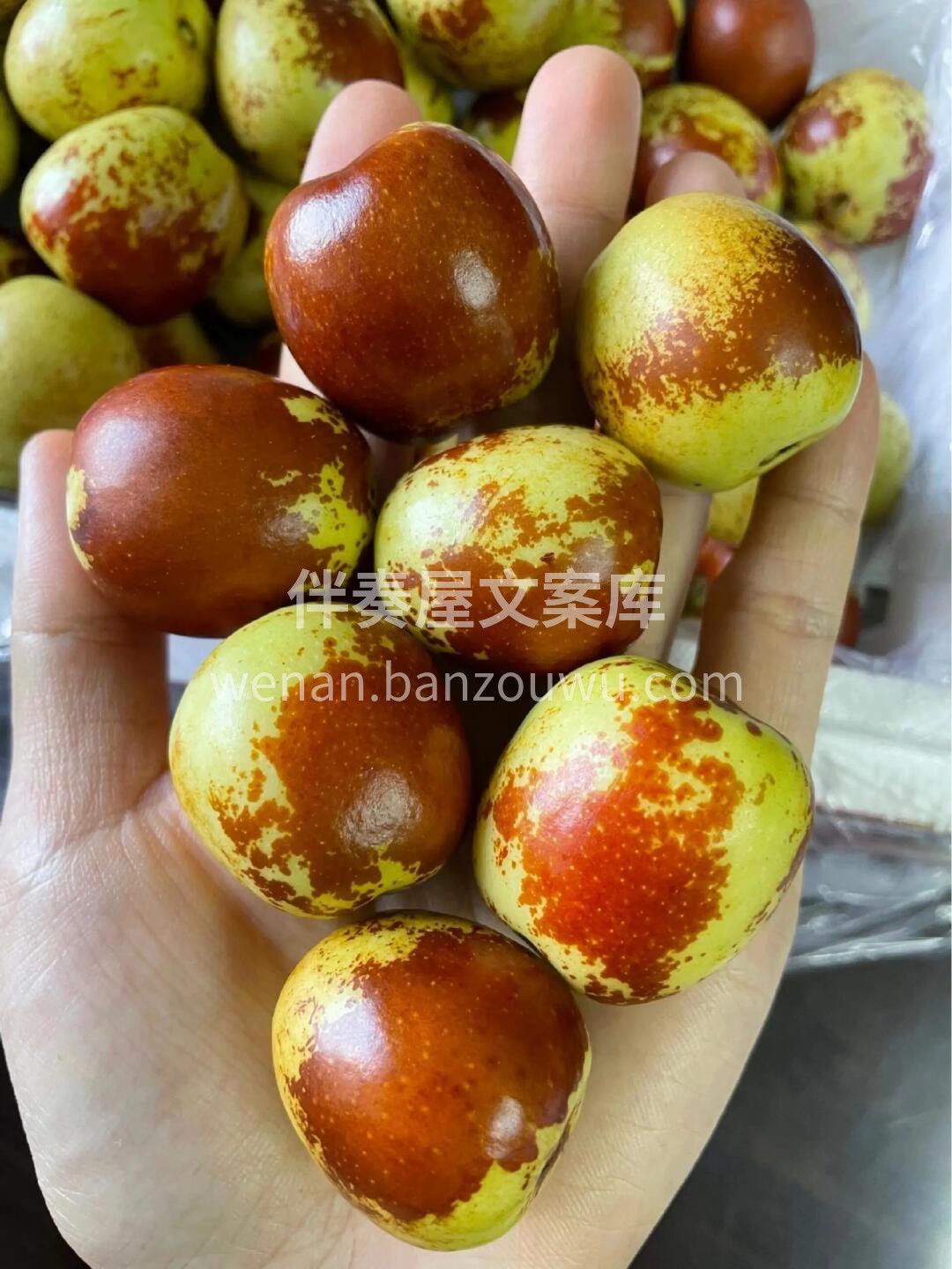 大荔冬枣🍃天气热也不耽误吃冬枣！ 👆俗话 配图1