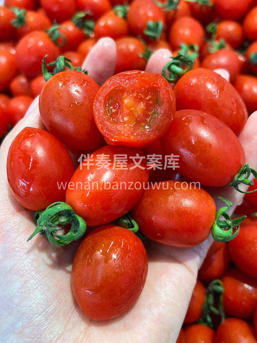 这颗釜山88玲珑小番茄🍅 跟你之前吃过的 配图3