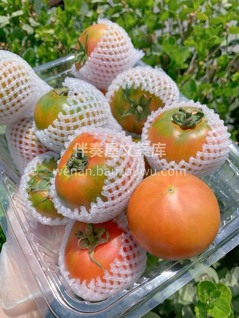 🍅草莓柿子🍅中的胡萝卜素含量很高👍👍 是 配图3