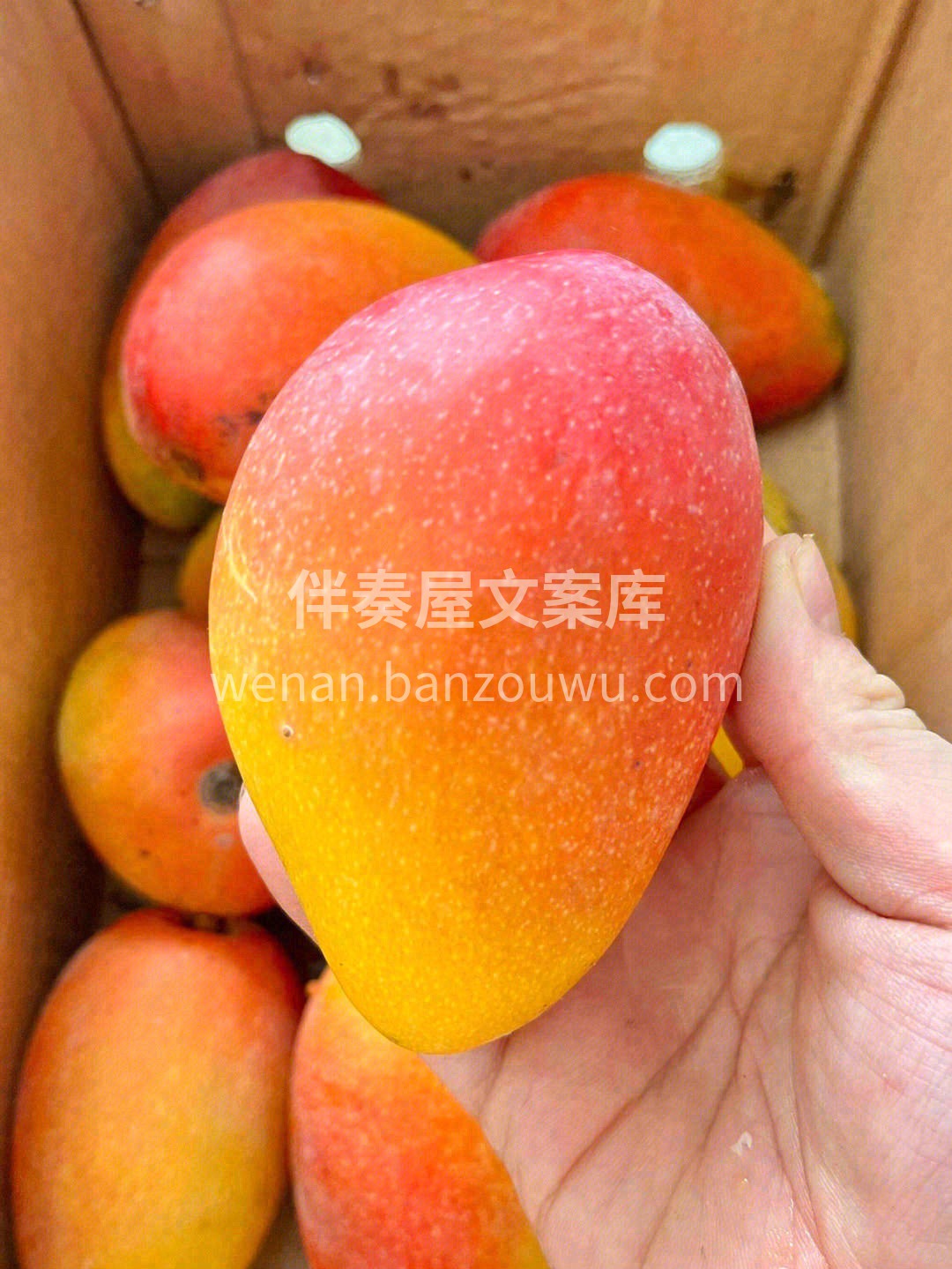 公认的“好吃到爆的芒果”🥭 它有着高颜值 配图3