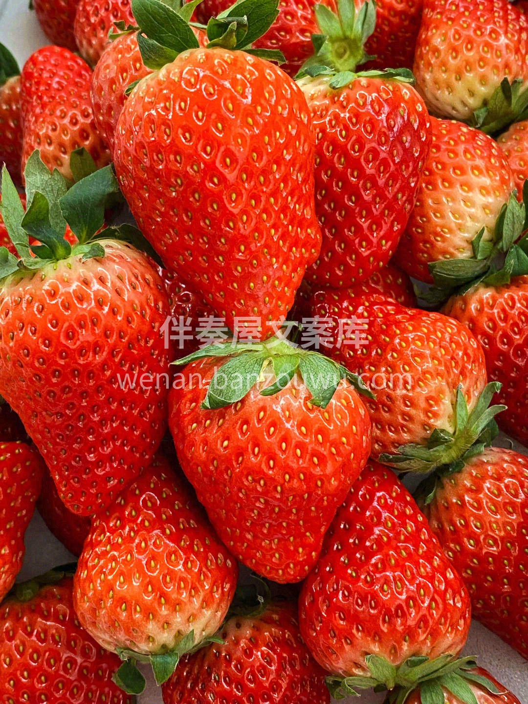 阳光赋予的自然成熟美🍀🍀，个个如娇羞的少 配图1