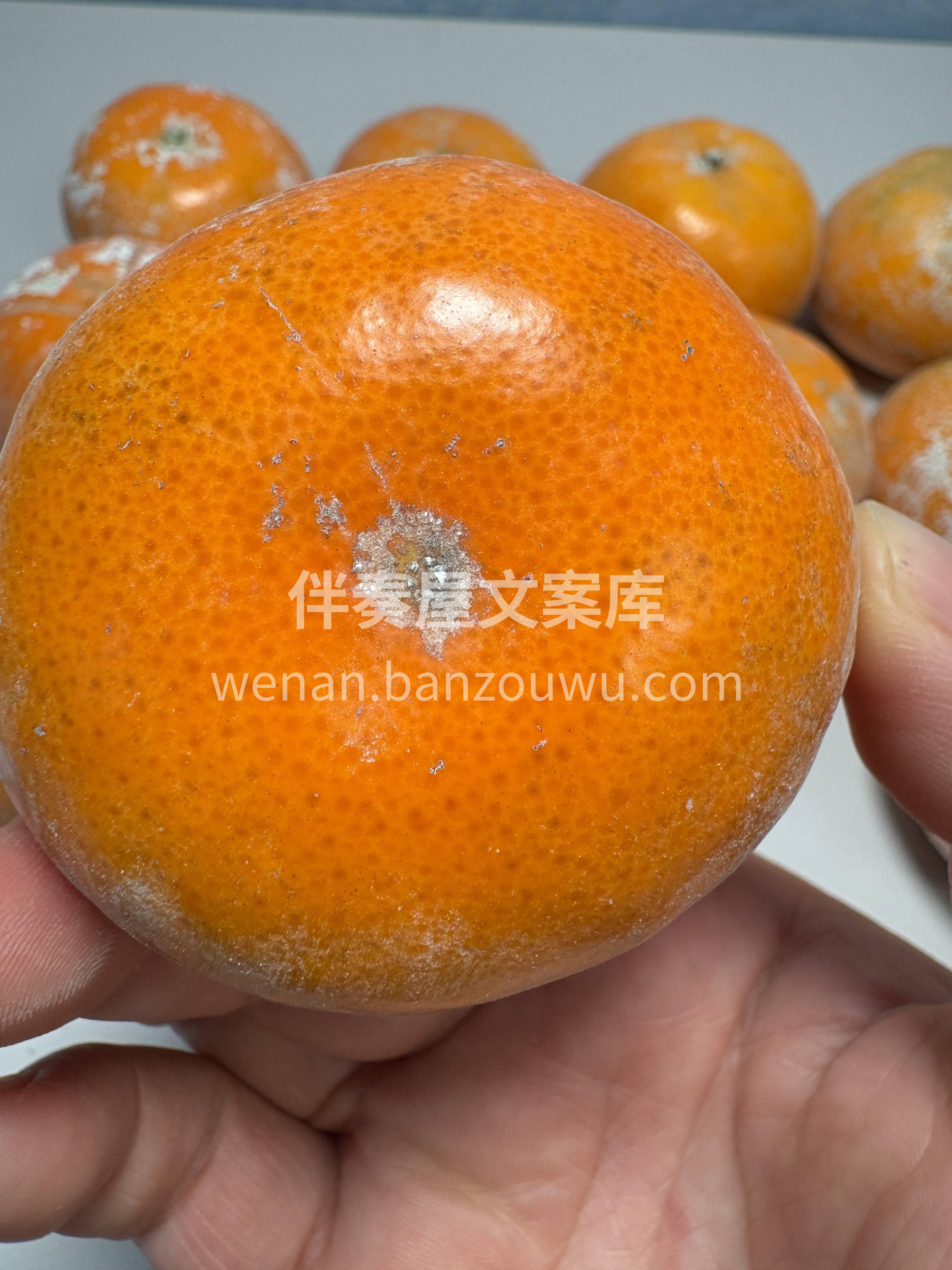 🍊 茂谷柑皮薄如纸！ 一撕就开满手香👌毫 配图3