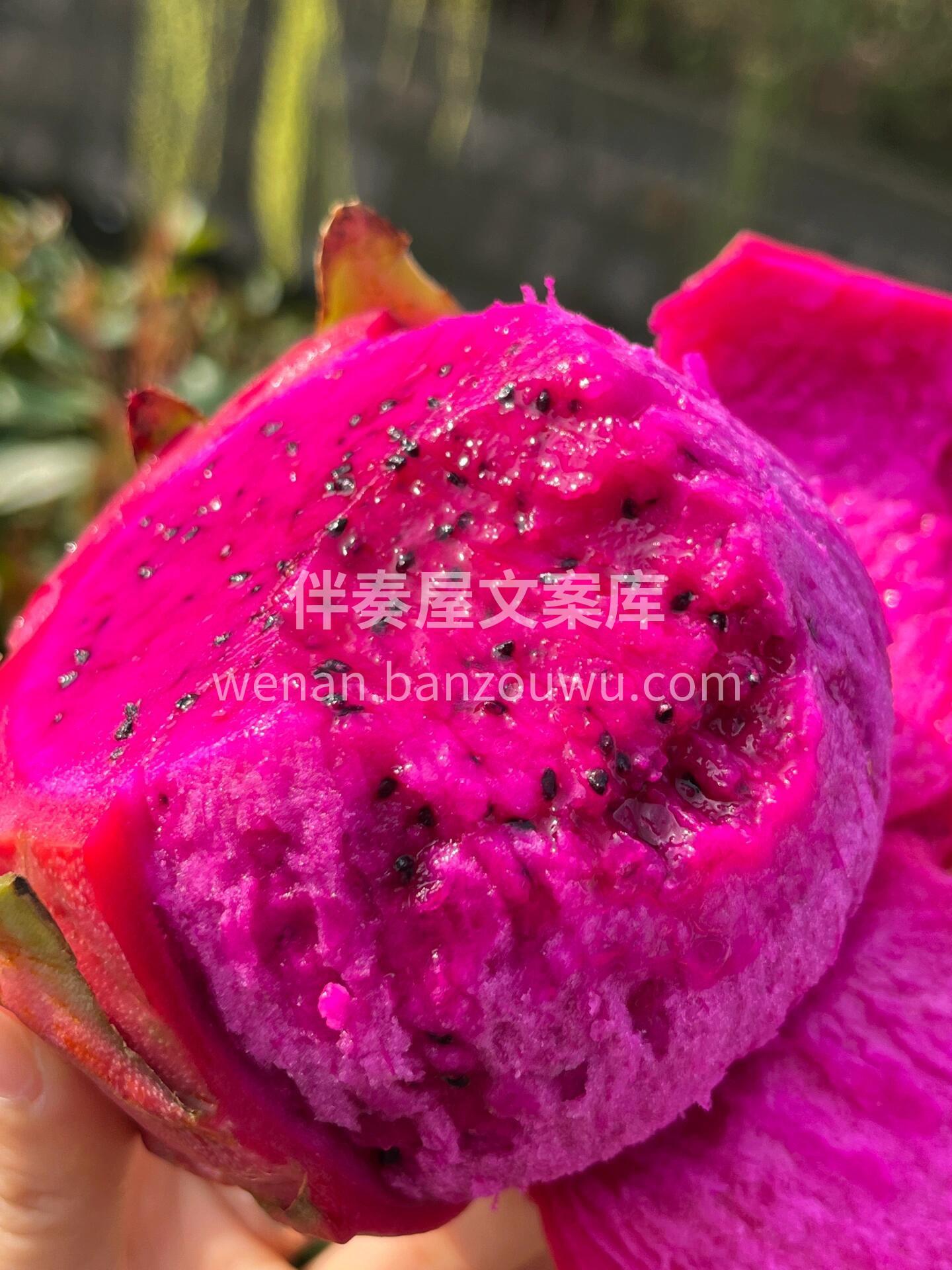🔥海南蜜宝红心火龙果 实拍‼️入口鲜嫩多 配图2