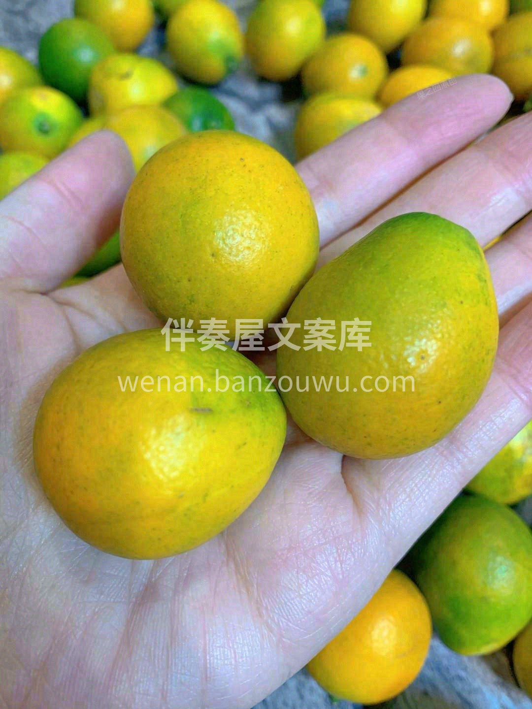 🍊融安金桔吃起来纯甜不酸，桔香浓郁，连皮 配图2