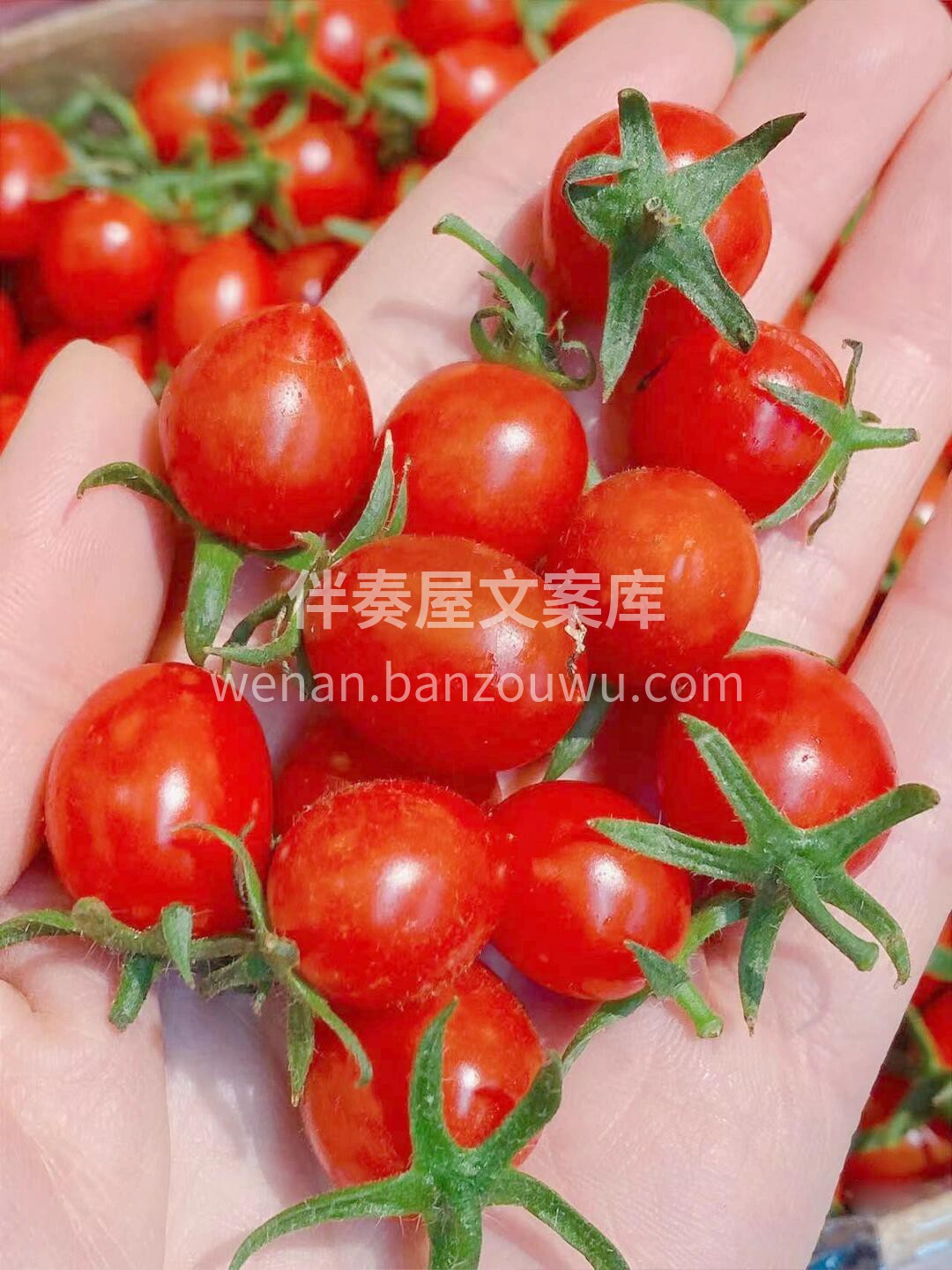 标杆！千禧小番茄的最高等级！ 釜山88小 配图2