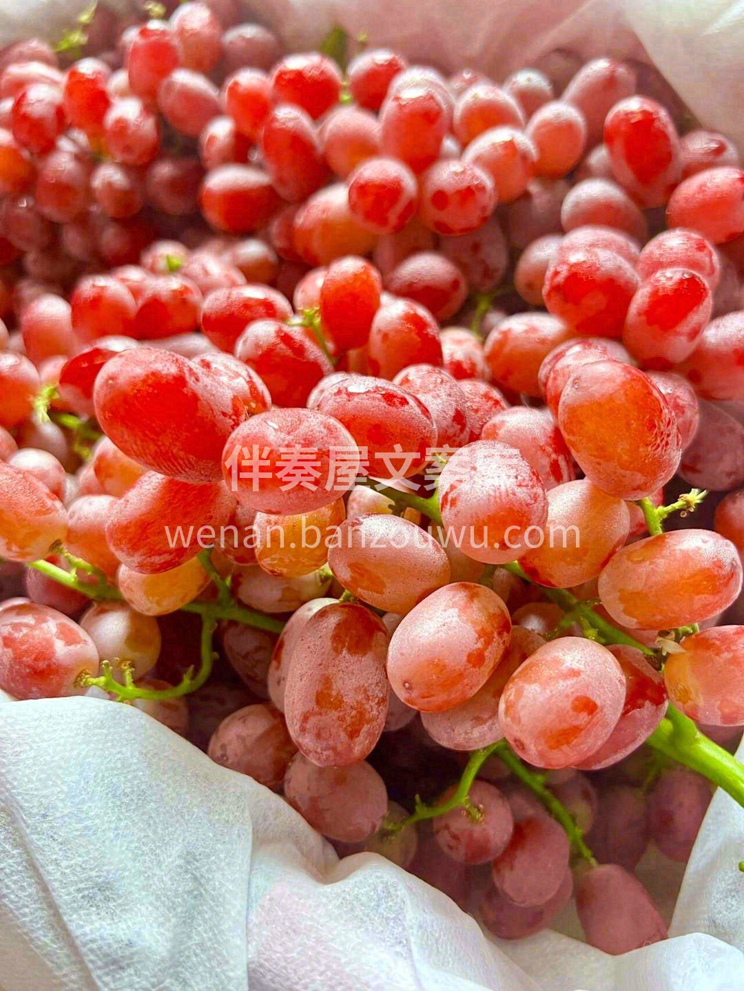 有点过分优秀的无籽红提🍇 想自己全部霸占 配图3