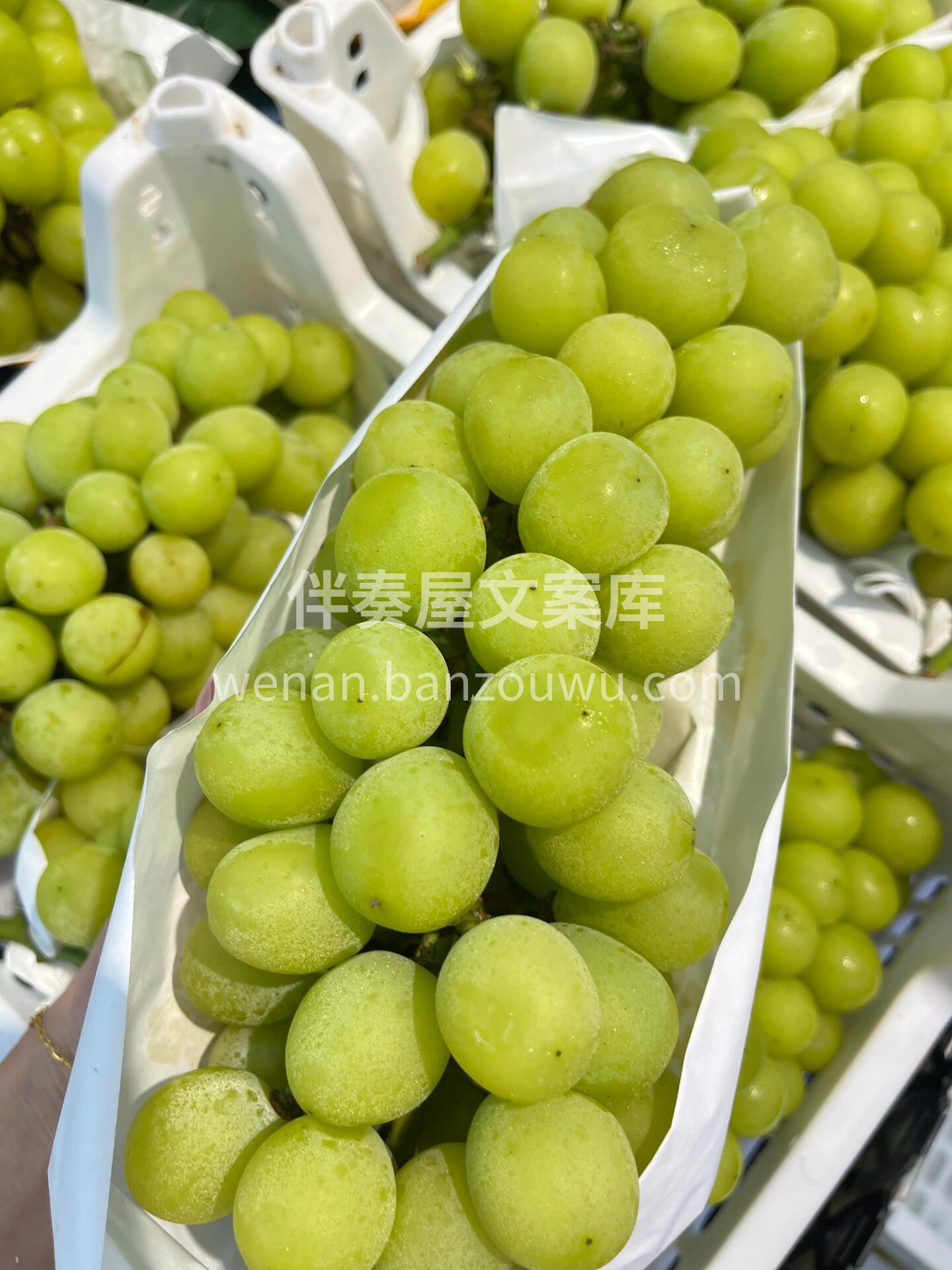 匠心级💎葡萄——阳光玫瑰🌿 超级奈斯—— 配图3