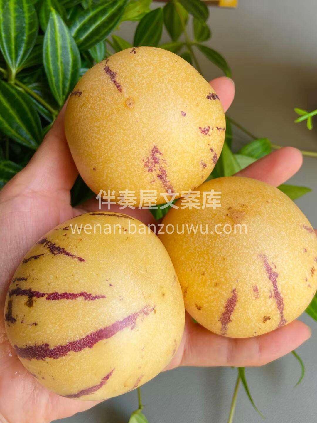 像喝水一样吃的水果😍人参果 口感清甜～无 配图2