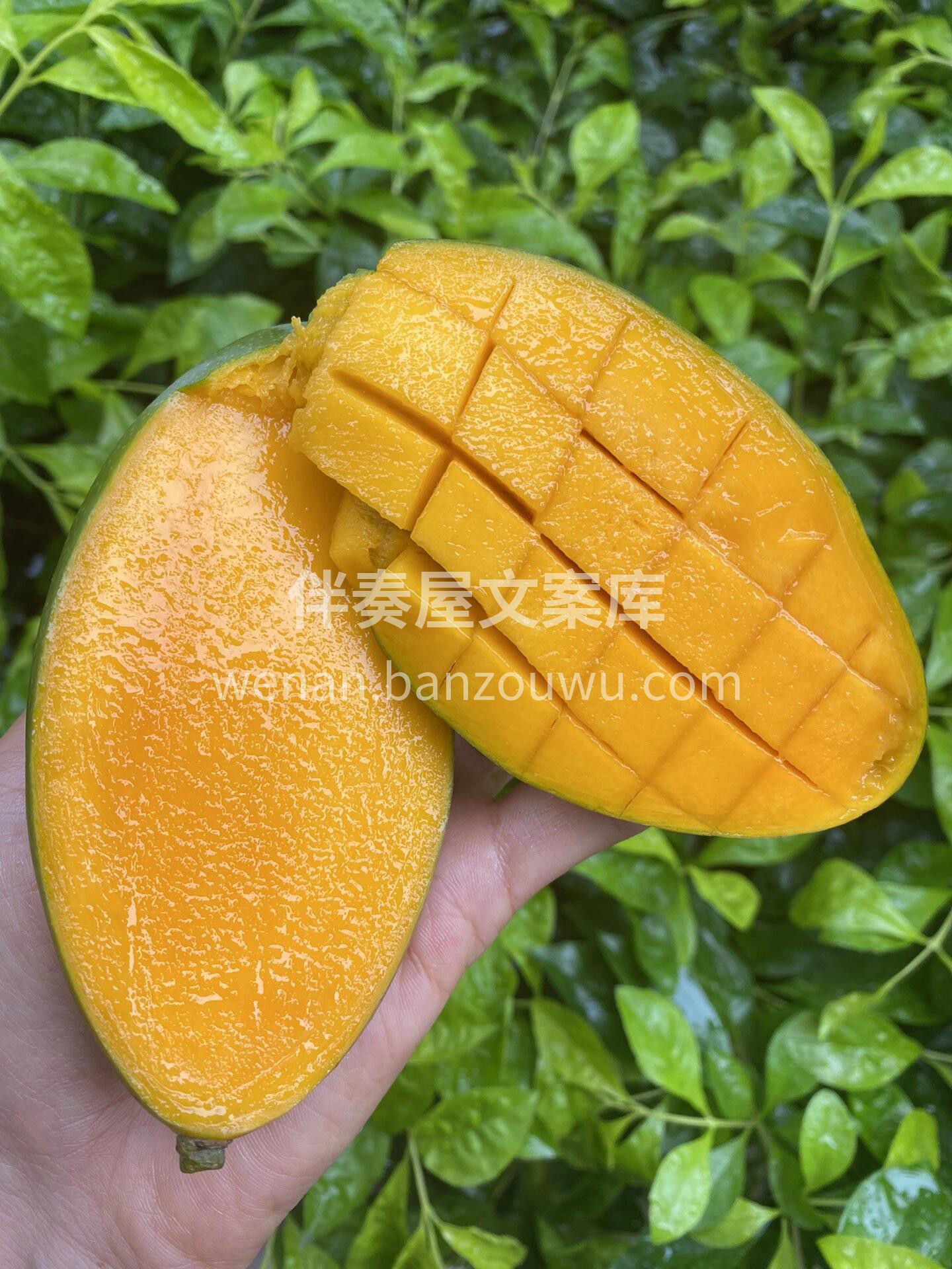 🌈广西树熟百色金煌芒🥭 没有娇艳的外表， 配图2
