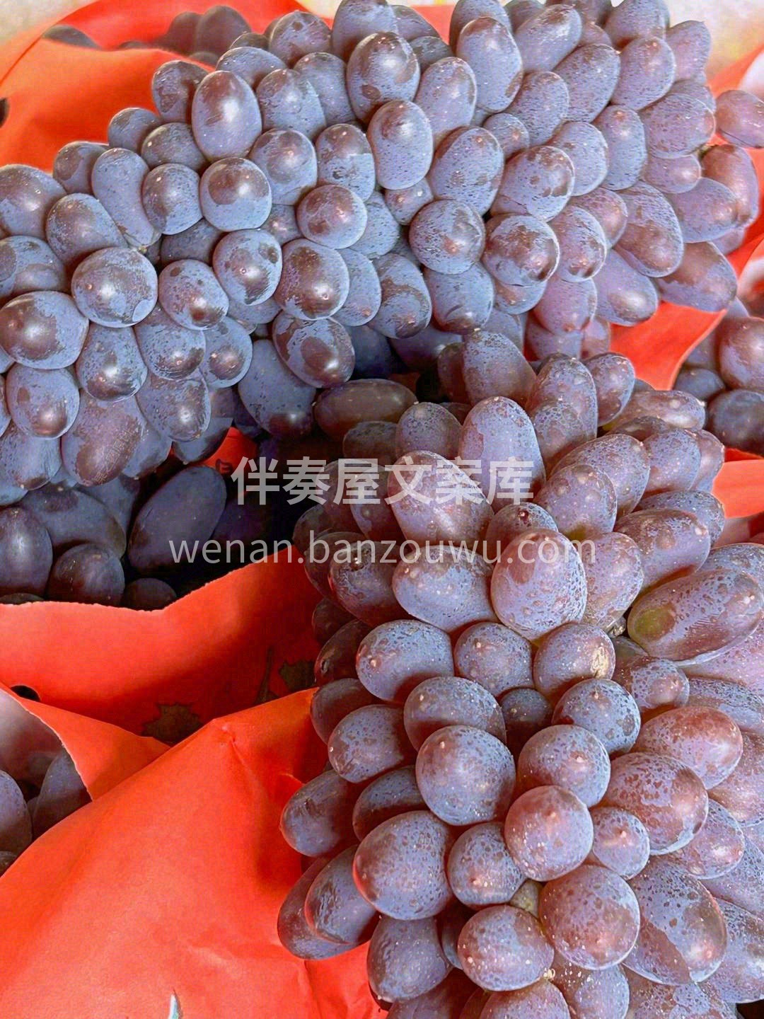 🌿天生的高贵气质，让人赏心悦目🍇 在这个 配图3