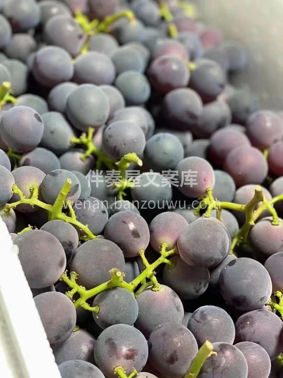 巨峰葡萄：一份坚守的味道🙋，一份淳朴的葡 配图3