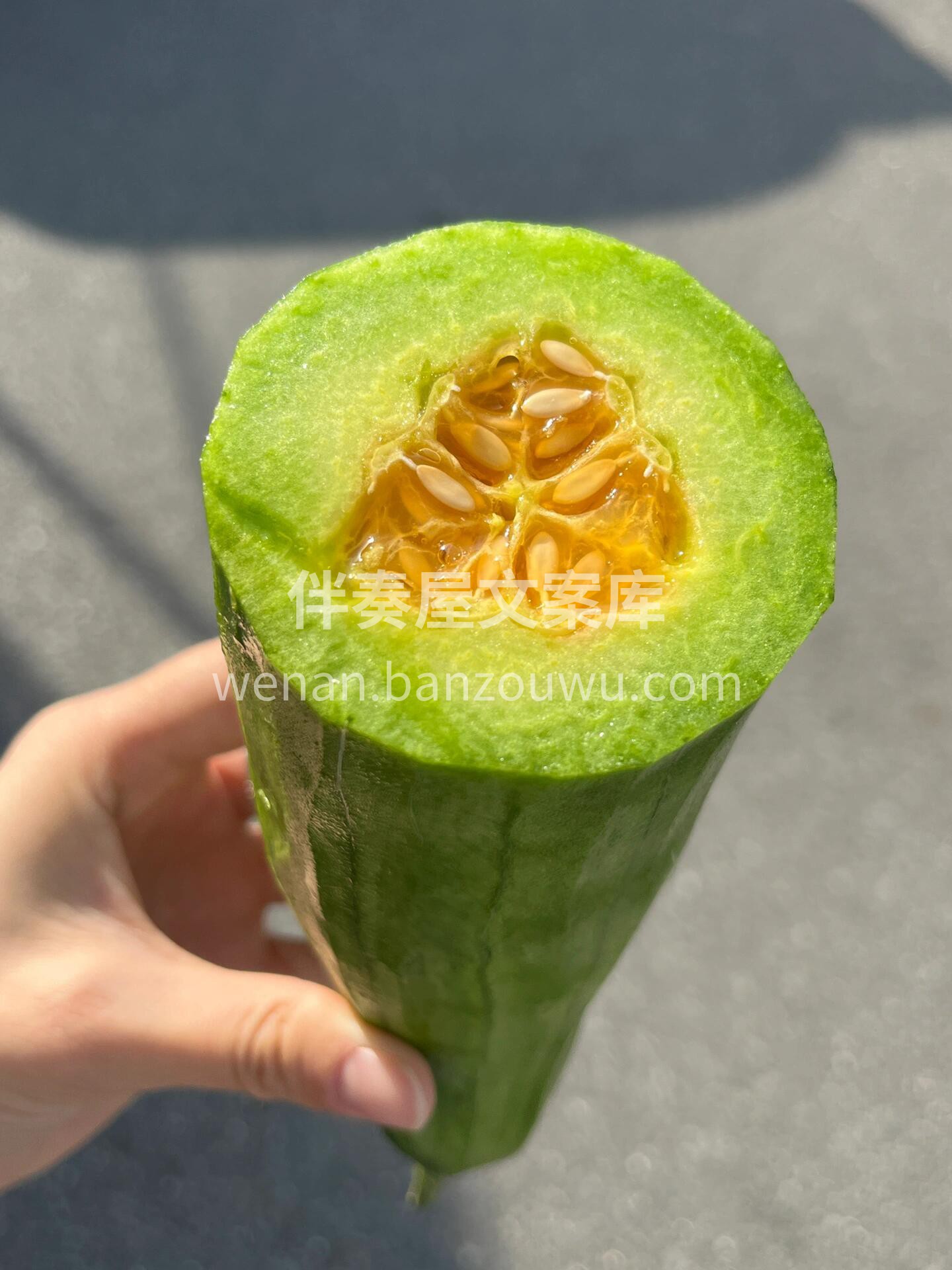🌿羊角蜜瓜继续补货到‼️ 一根藤上留一个 配图2