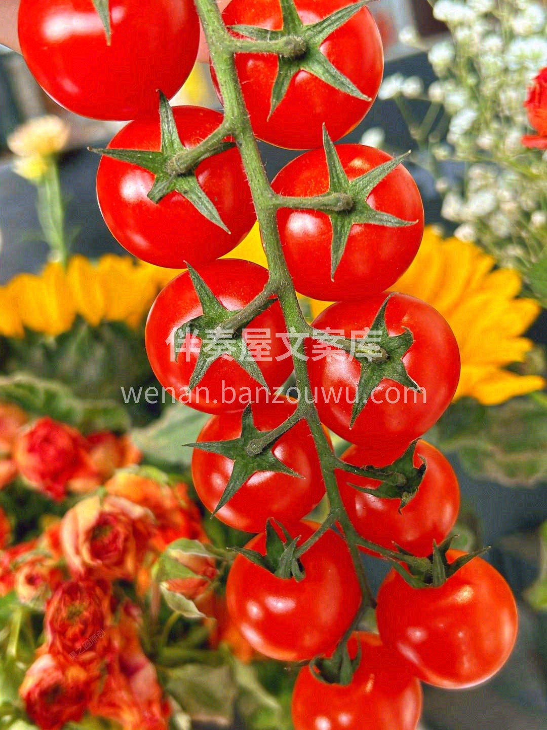 串收小番茄🍅美味诱人，口感脆爽💥 小小一 配图3