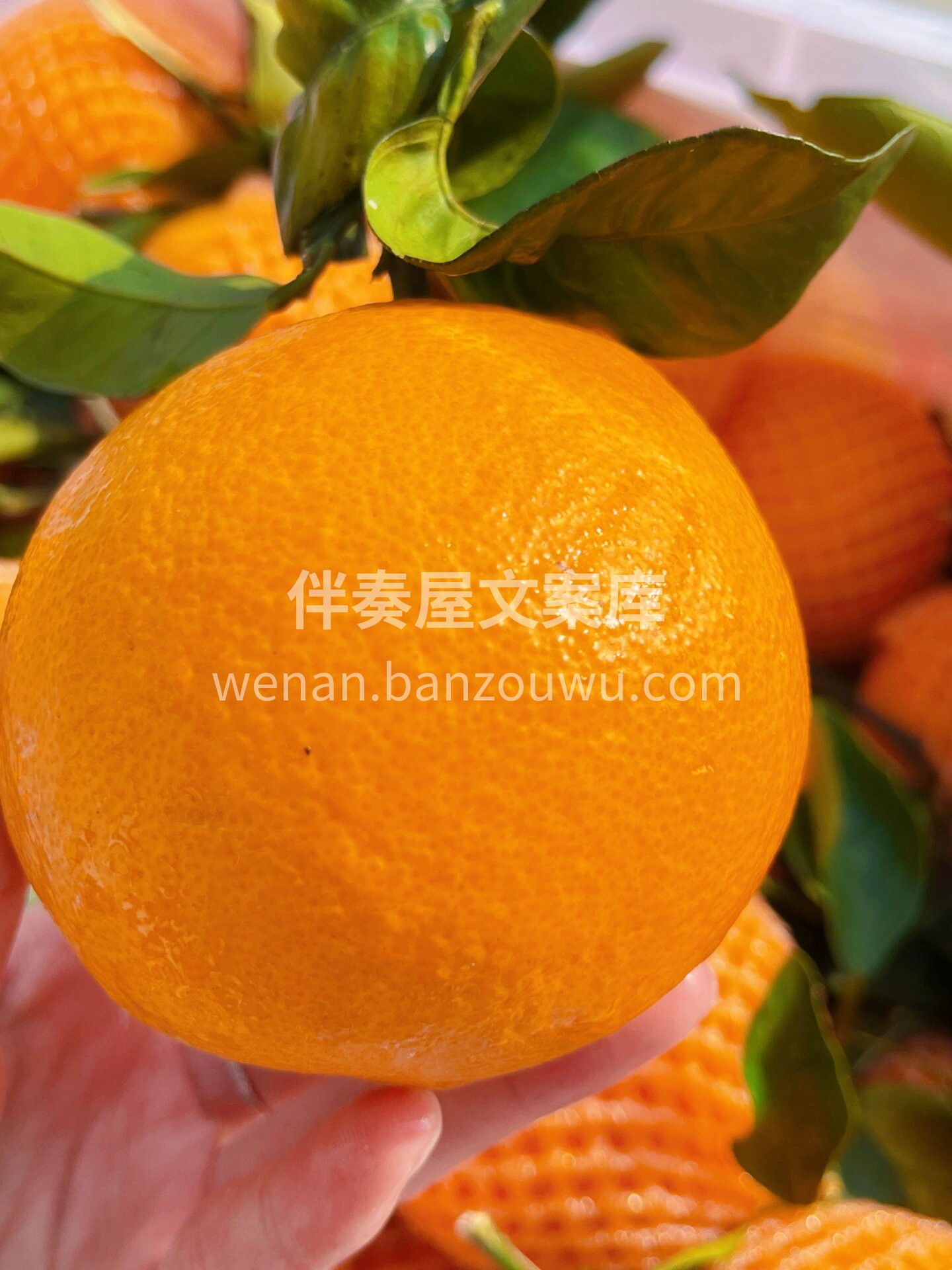 何以解馋~唯有伦晚🍊 🌼春天里的限定❗️ 配图1