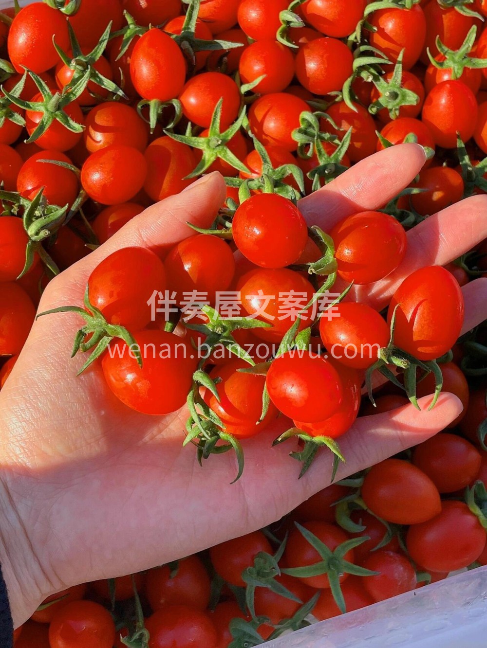玲珑小番茄🙋高维C推荐：玲珑小番茄🍅🍅一 配图1