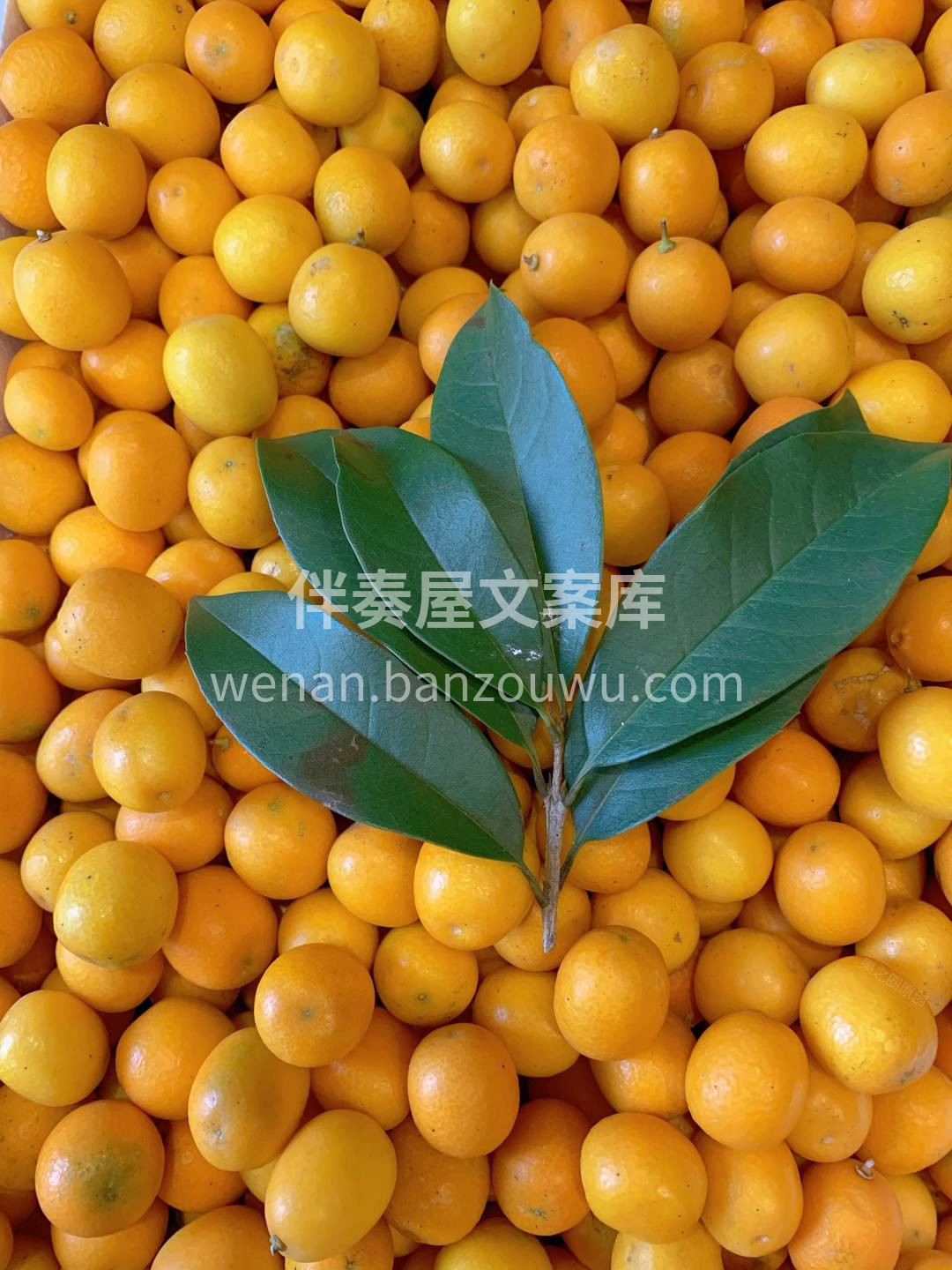 🍊黄澄澄的，喜气洋洋 有种吉祥如意，金玉 配图3