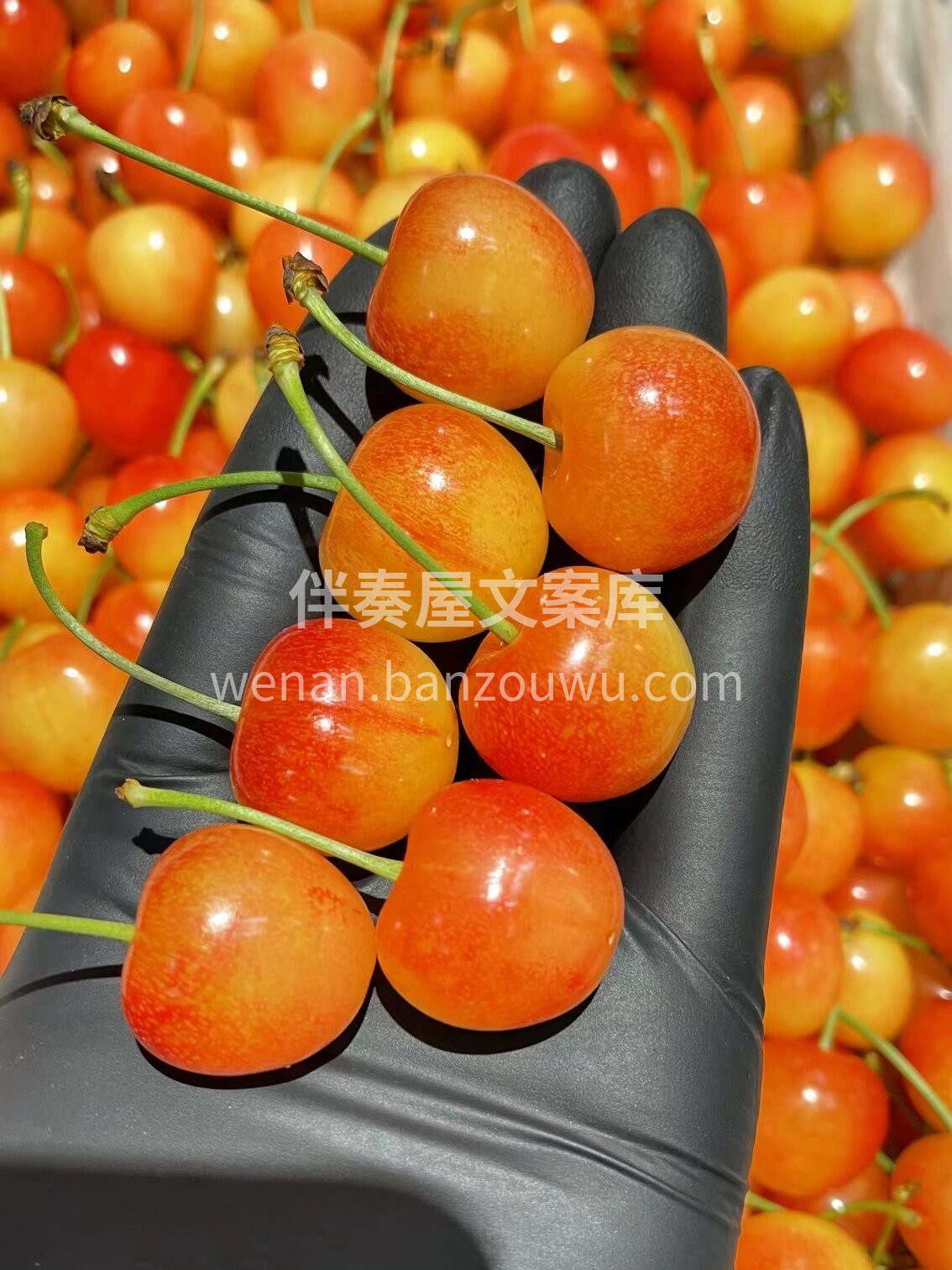 新品推荐→黄蜜水晶樱桃🍒 一颗入口👄满是 配图1