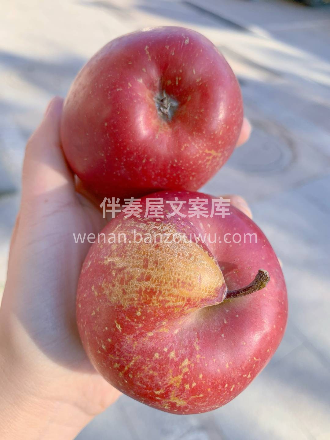 🙋业内挑苹果有个不成文的秘诀，长得不太好 配图3