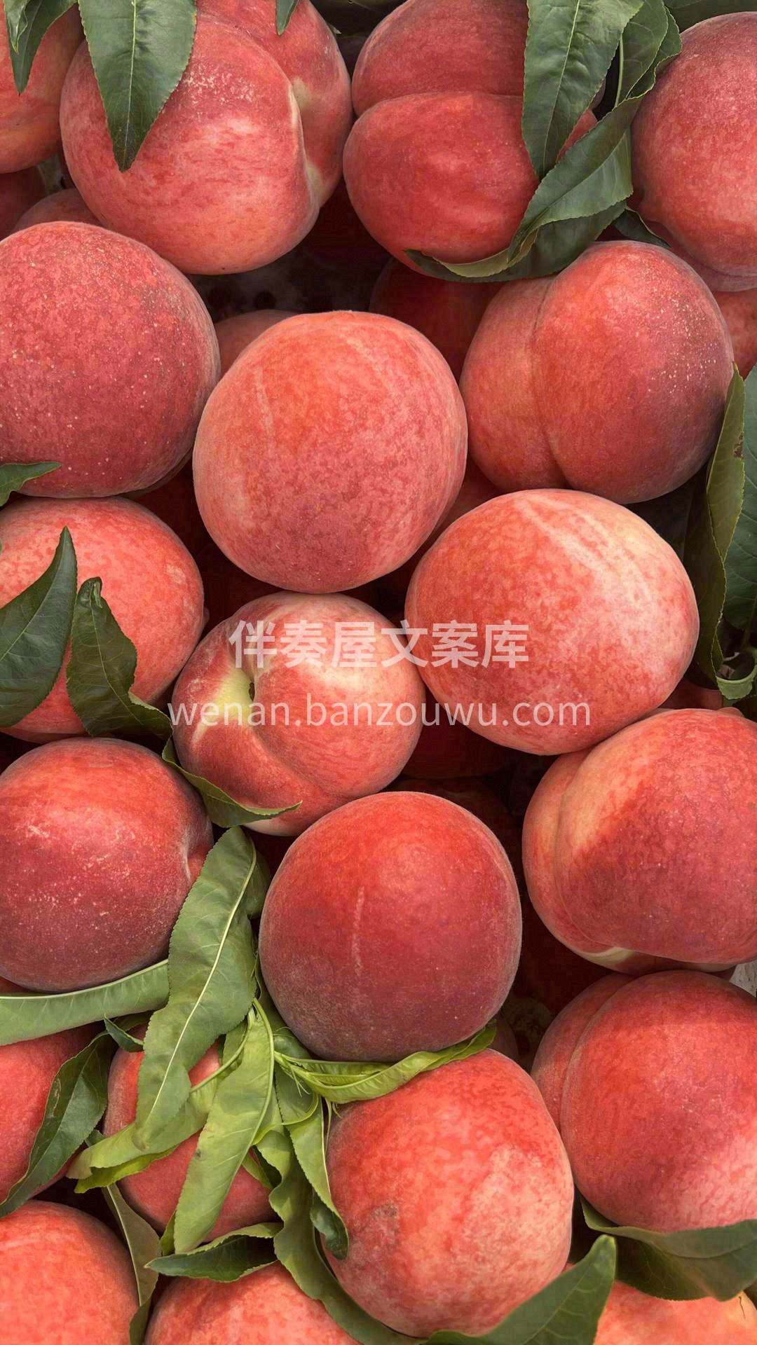 🙊一口下去，难以自持，爆汁之余，独特的花 配图2