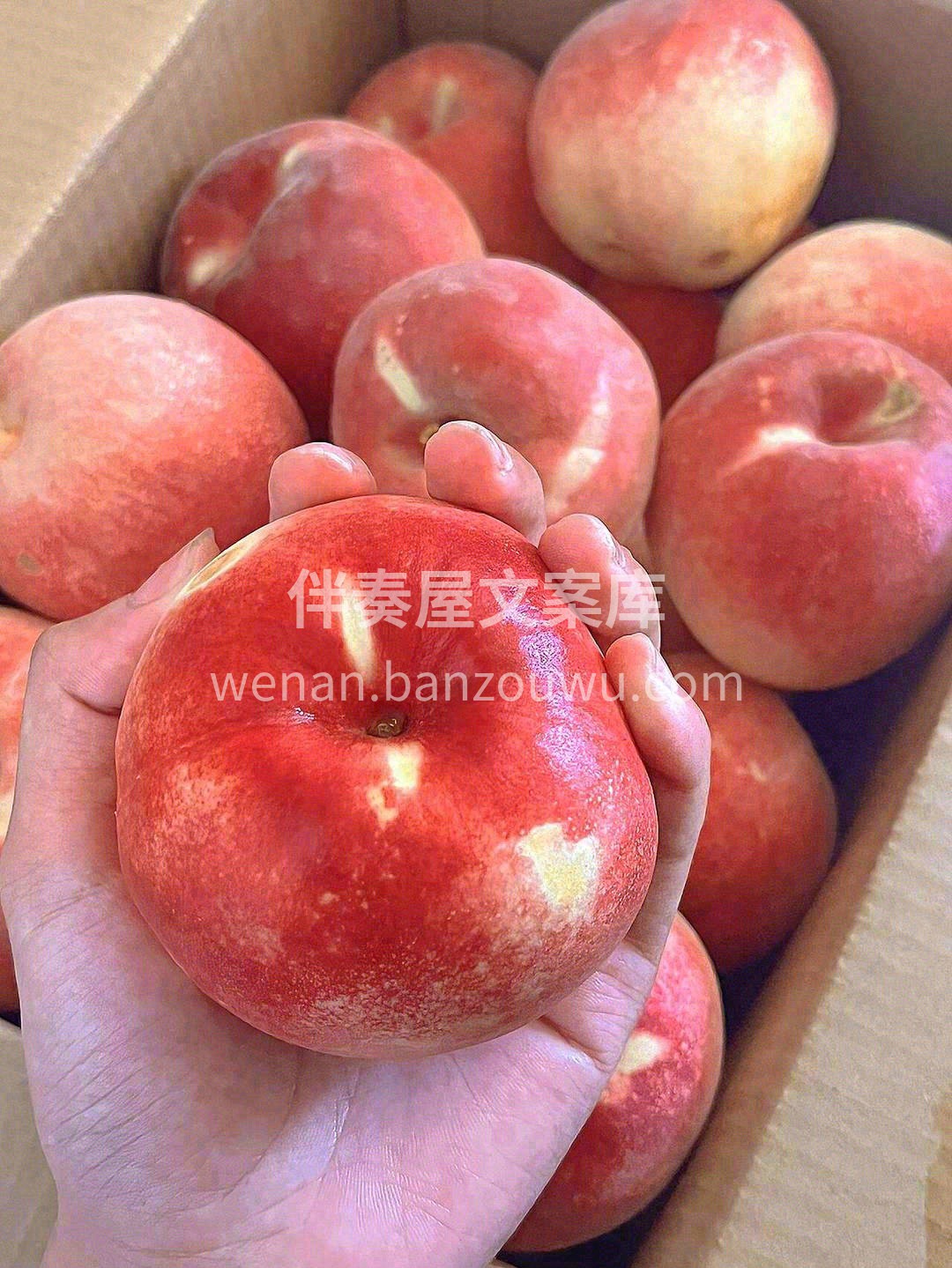甜掉牙的金秋蜜桃🍑，挂树时间长，历经的风 配图3